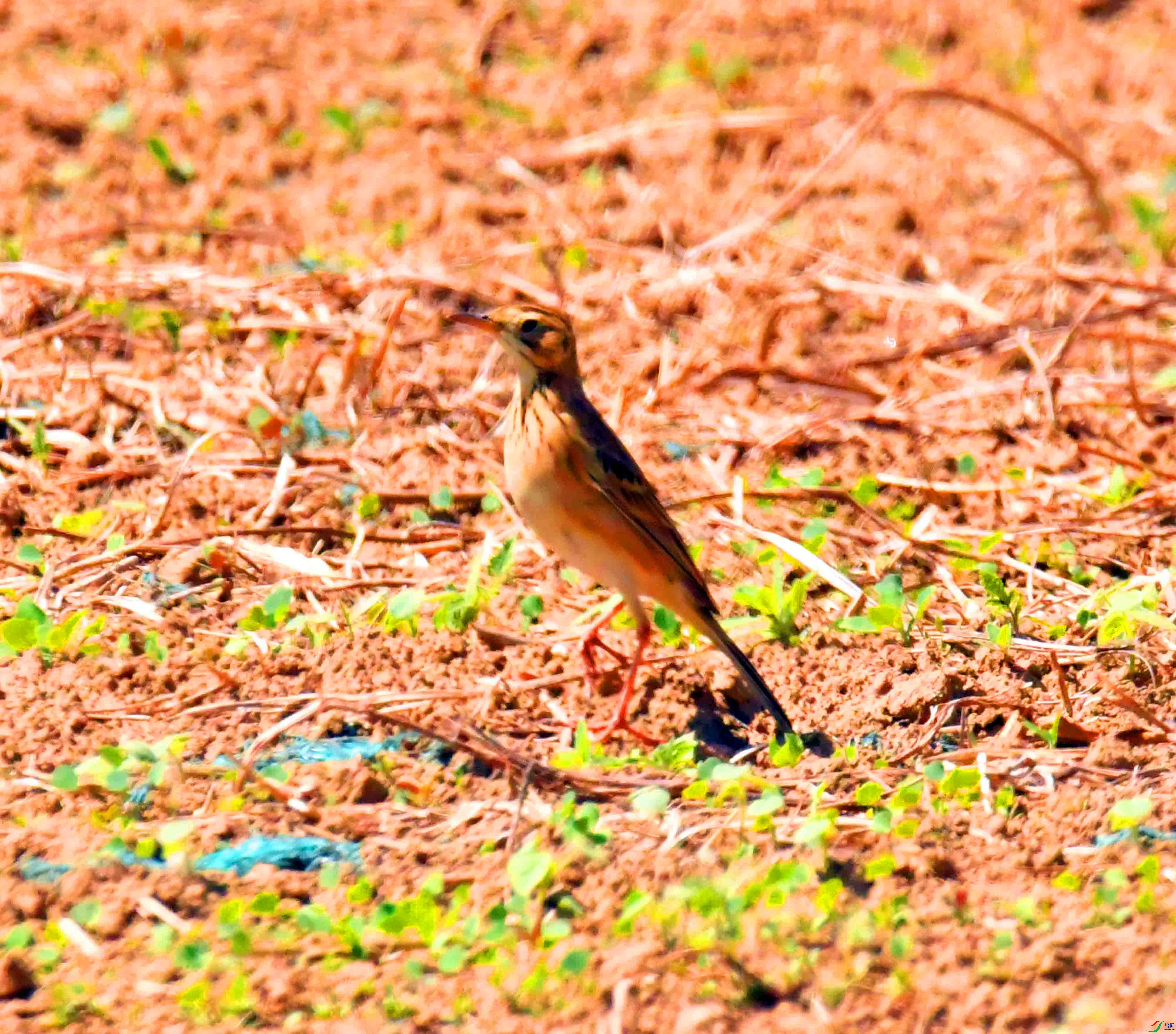 DSC_9089.JPG