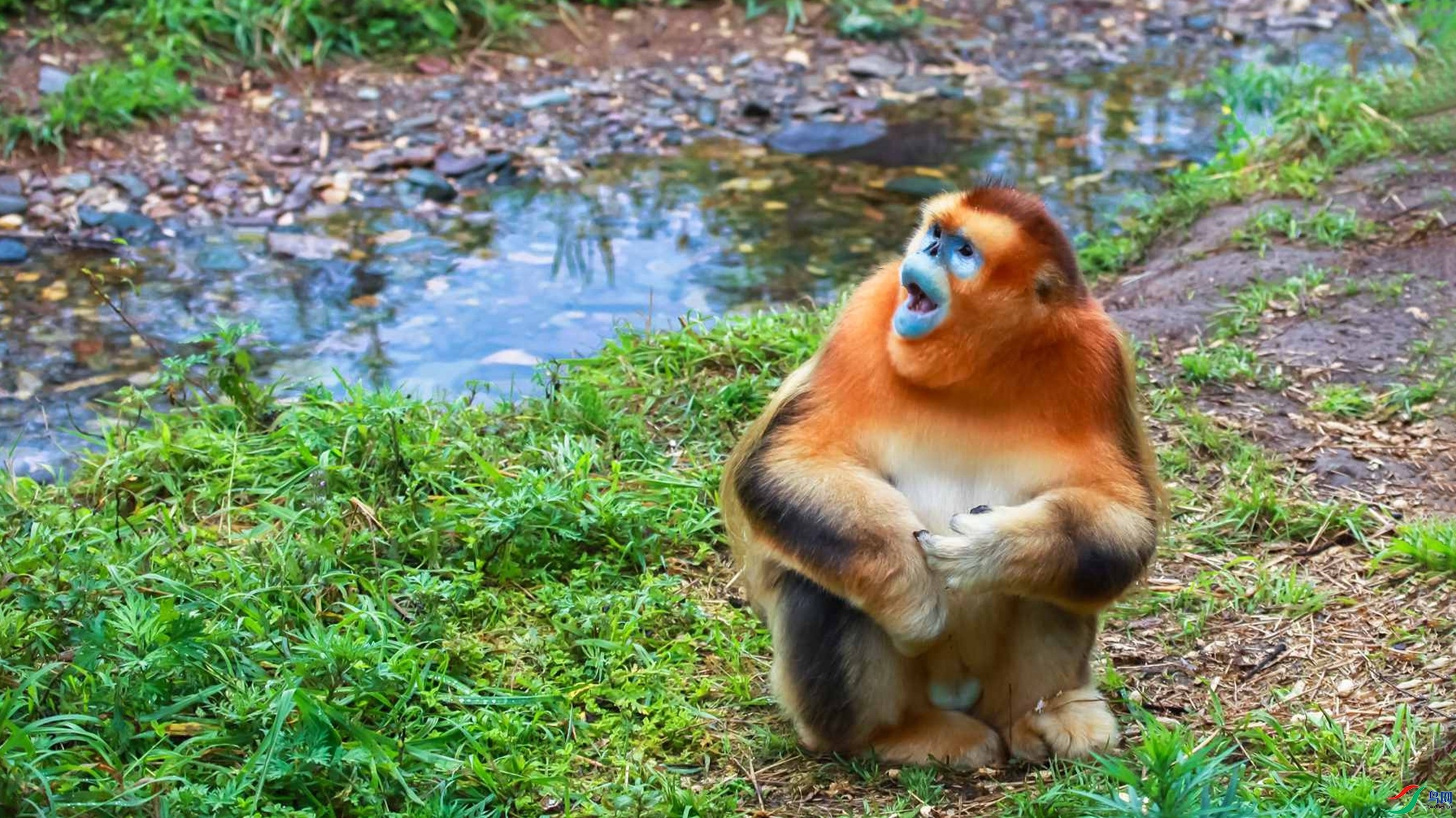 ��˿��