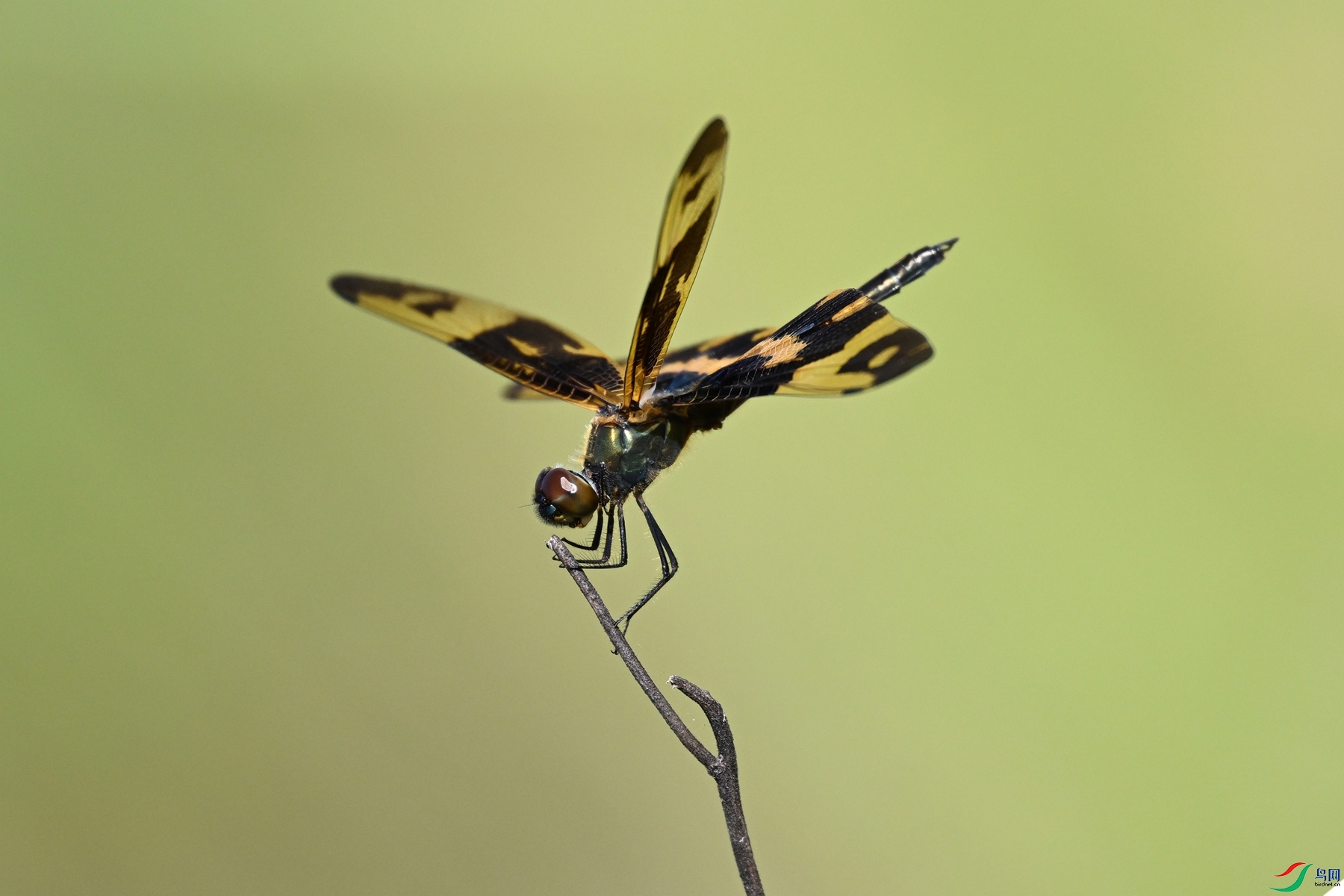 DSC_5227.JPG