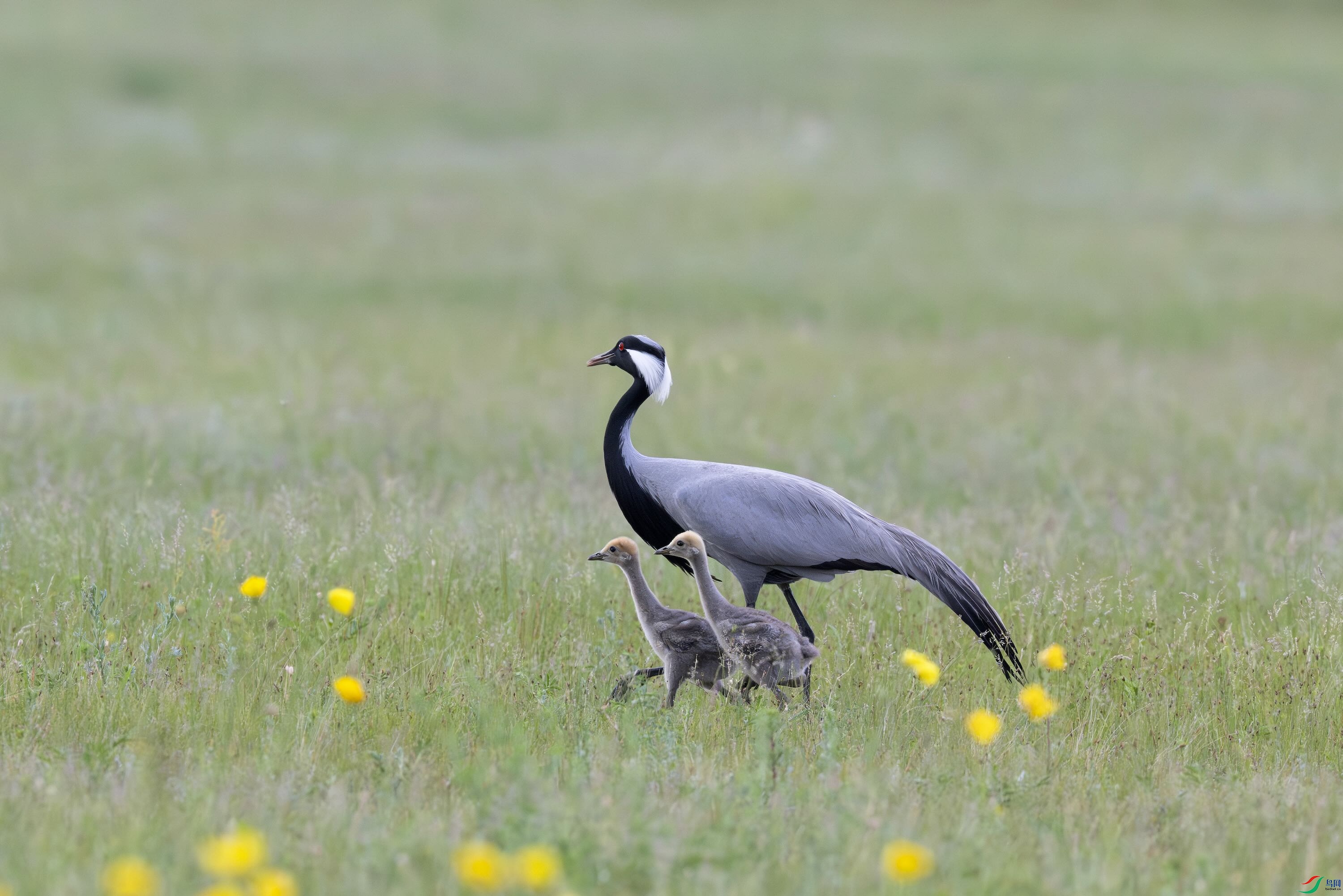 DSC_1134 ,���� (5).jpeg