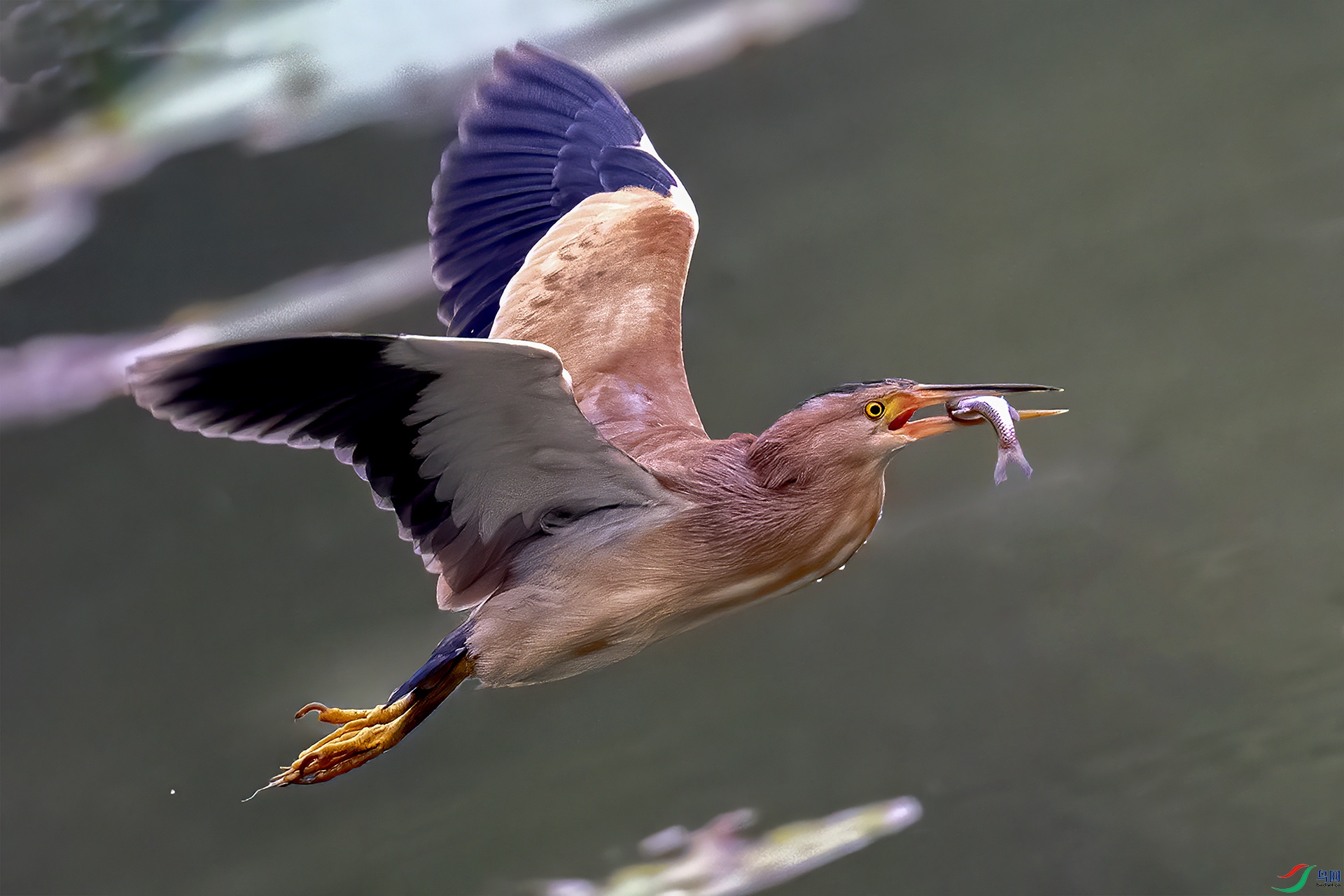 DSC_6004-.jpg