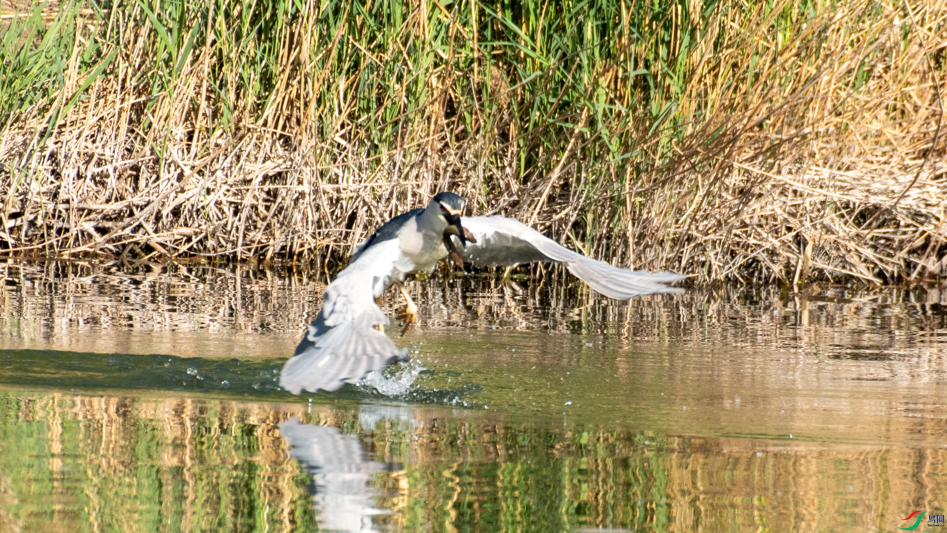 _DSC6106_1.jpg