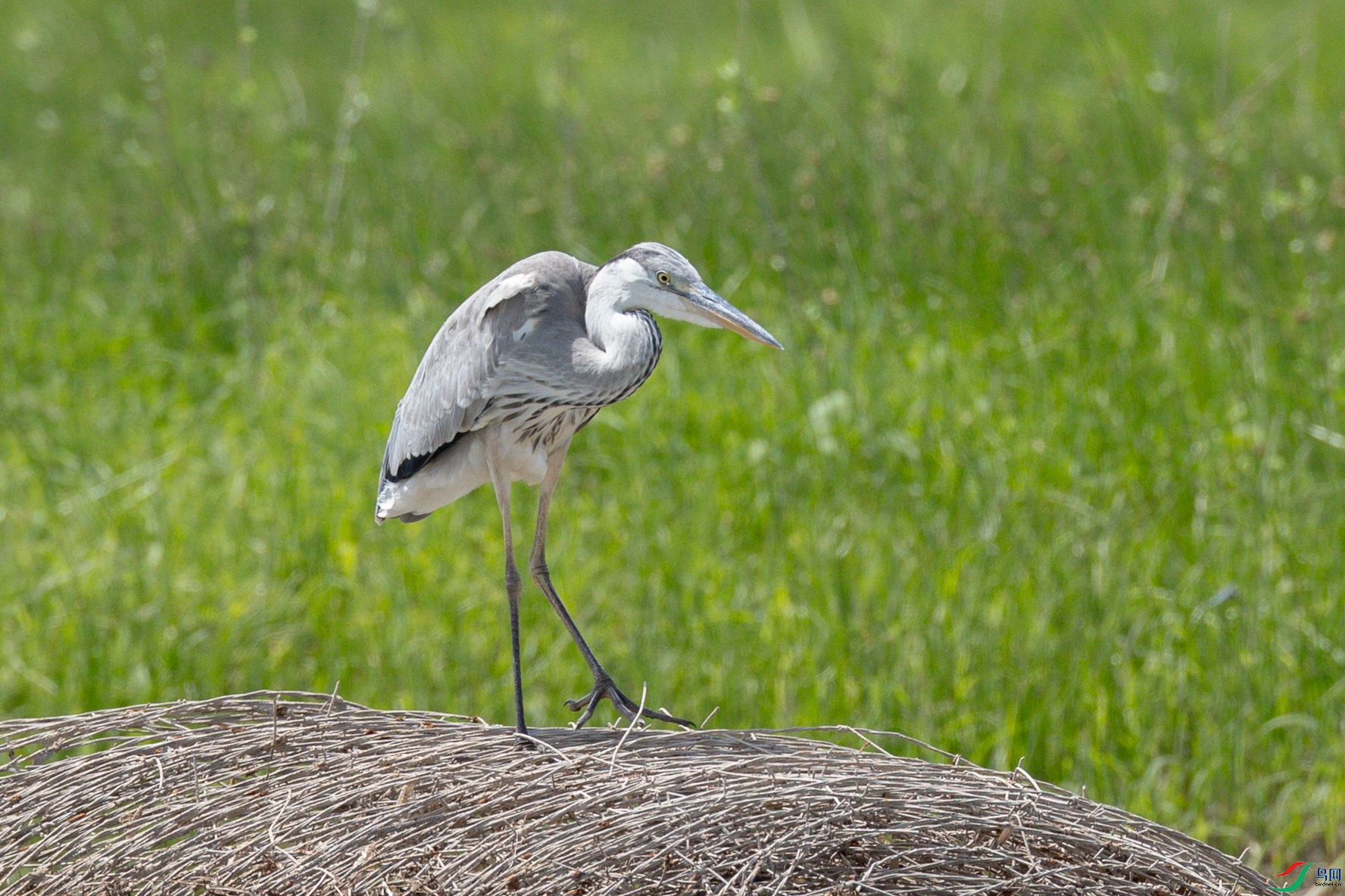 ������˼