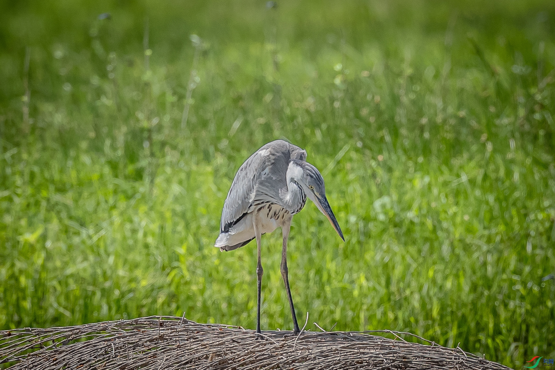 ��ͷ˼����