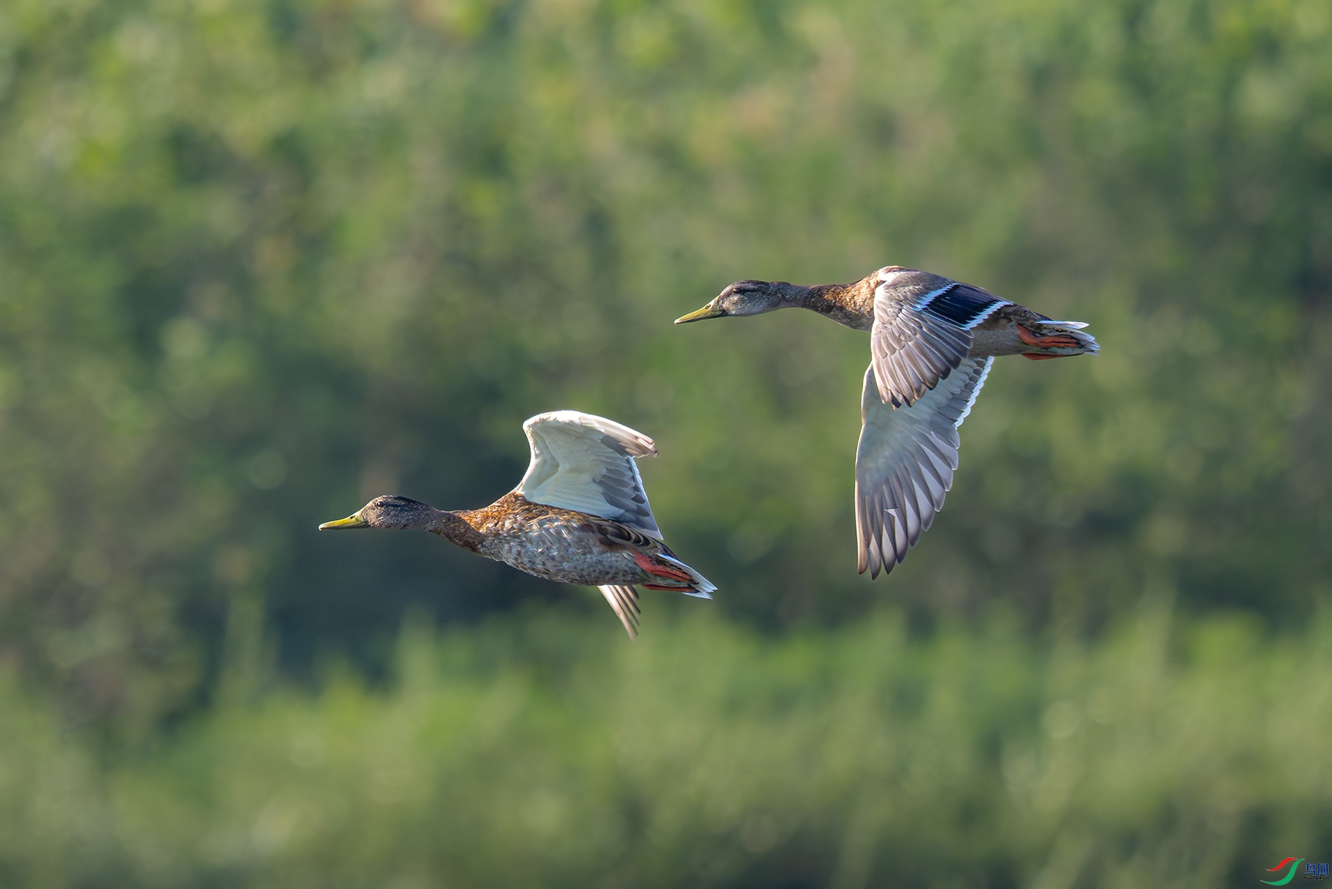 _DSC4682bb222.jpg