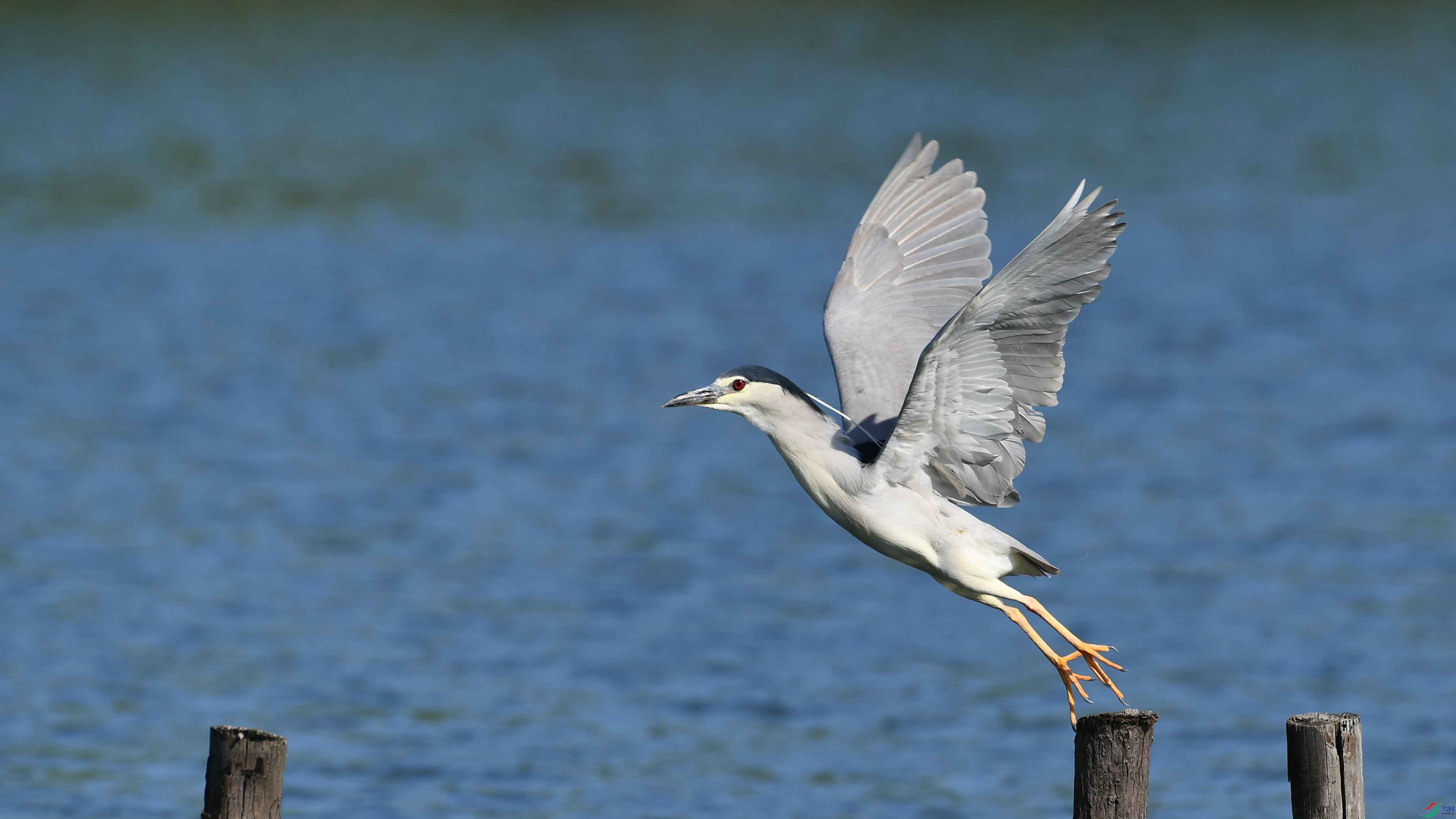 DSC_7299.JPG