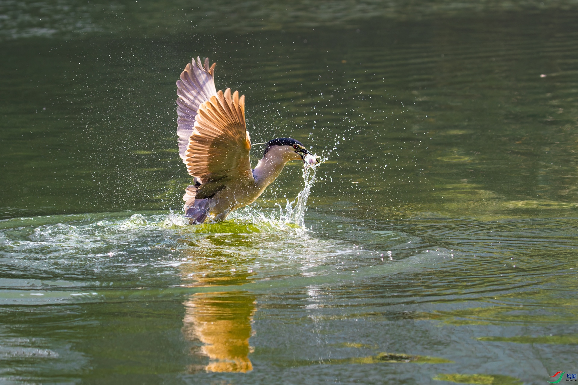 _R2I0408-CR2_DxO_DeepPRIMEXD-1.jpg