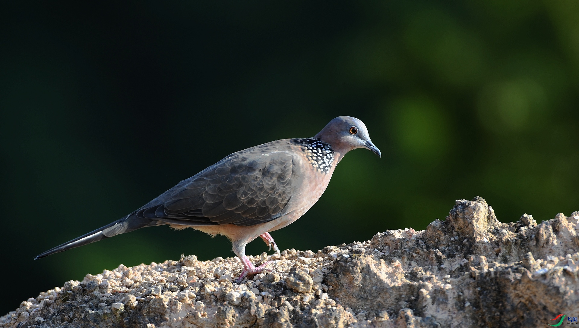 DSC_5626.jpg