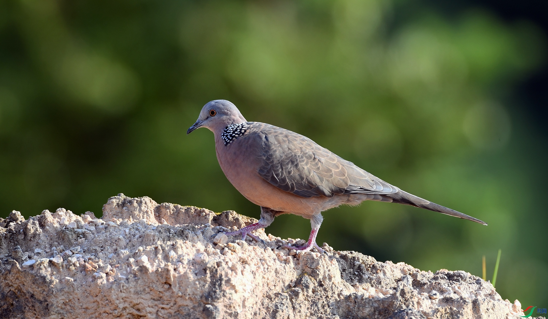 DSC_5624.jpg