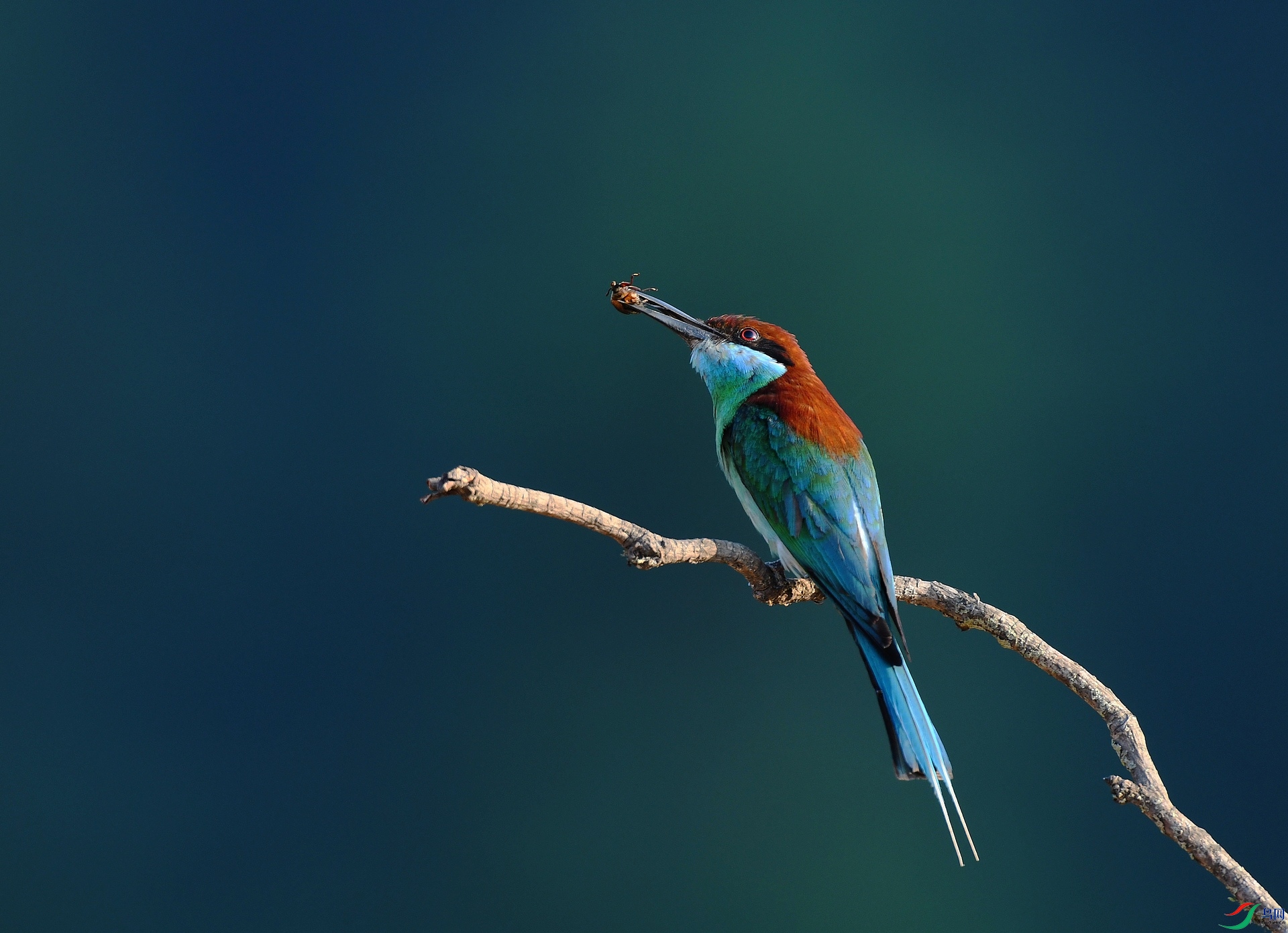 DSC_5347.jpg