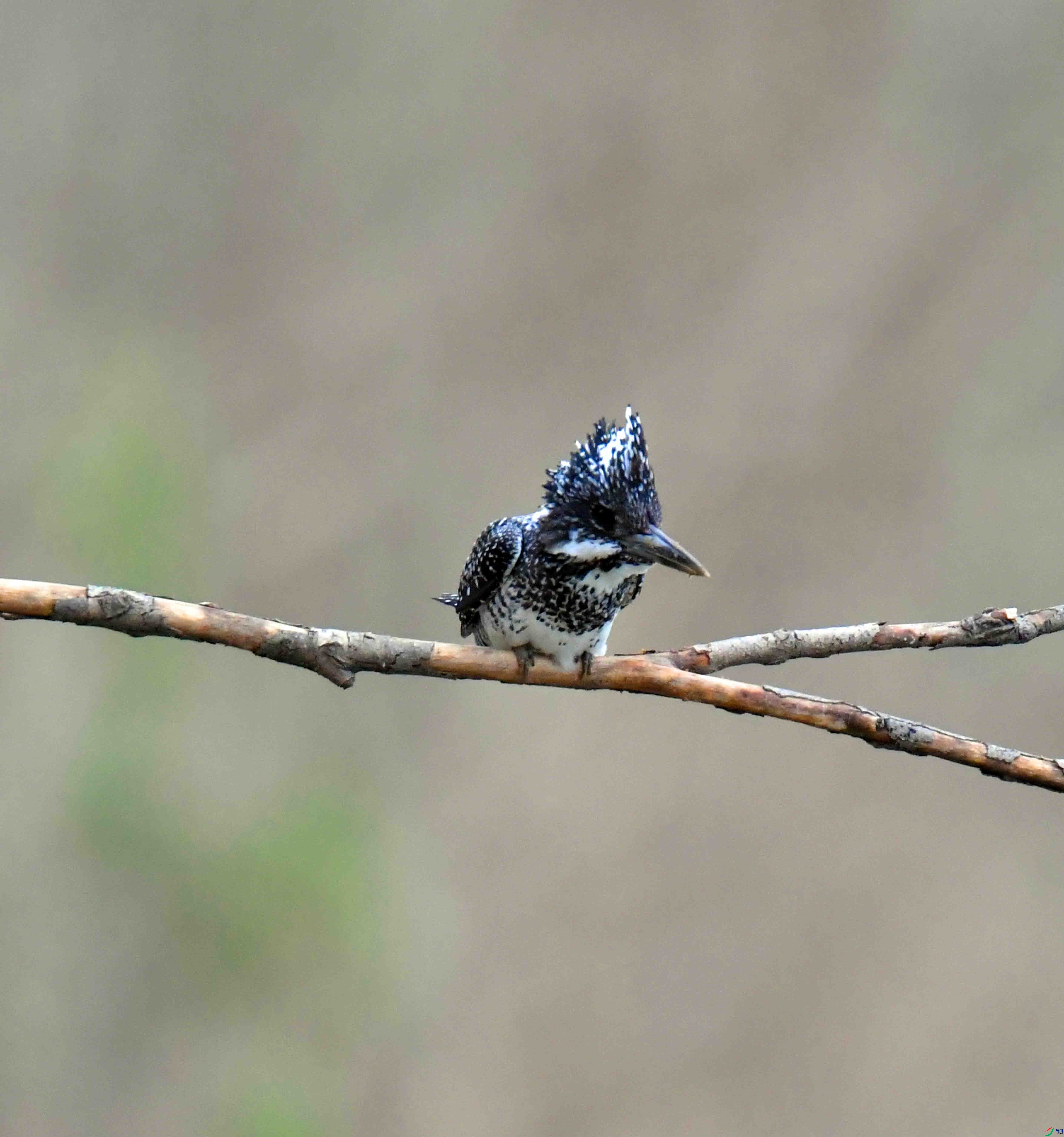 DSC_7139.JPG
