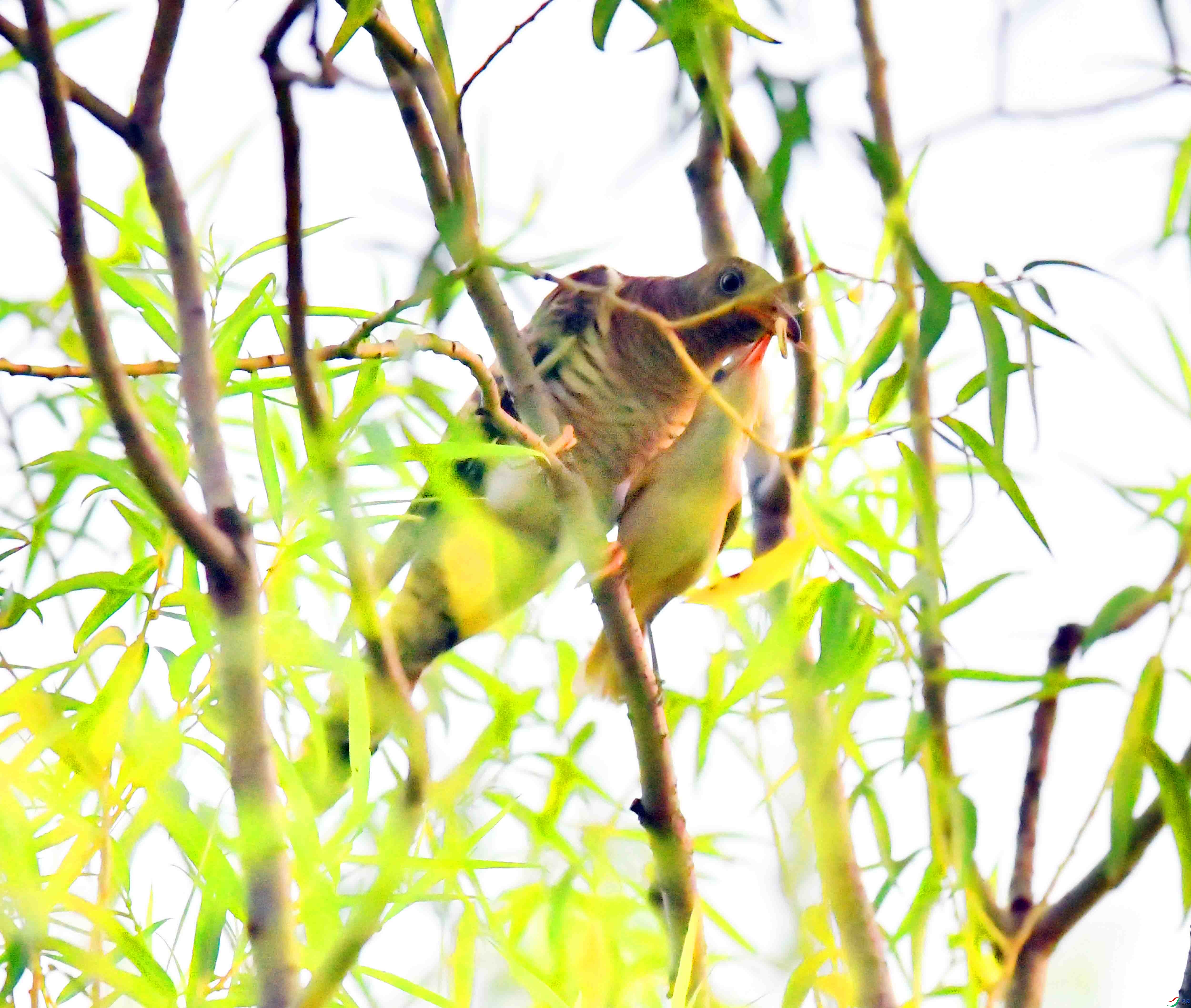 DSC_3452.JPG