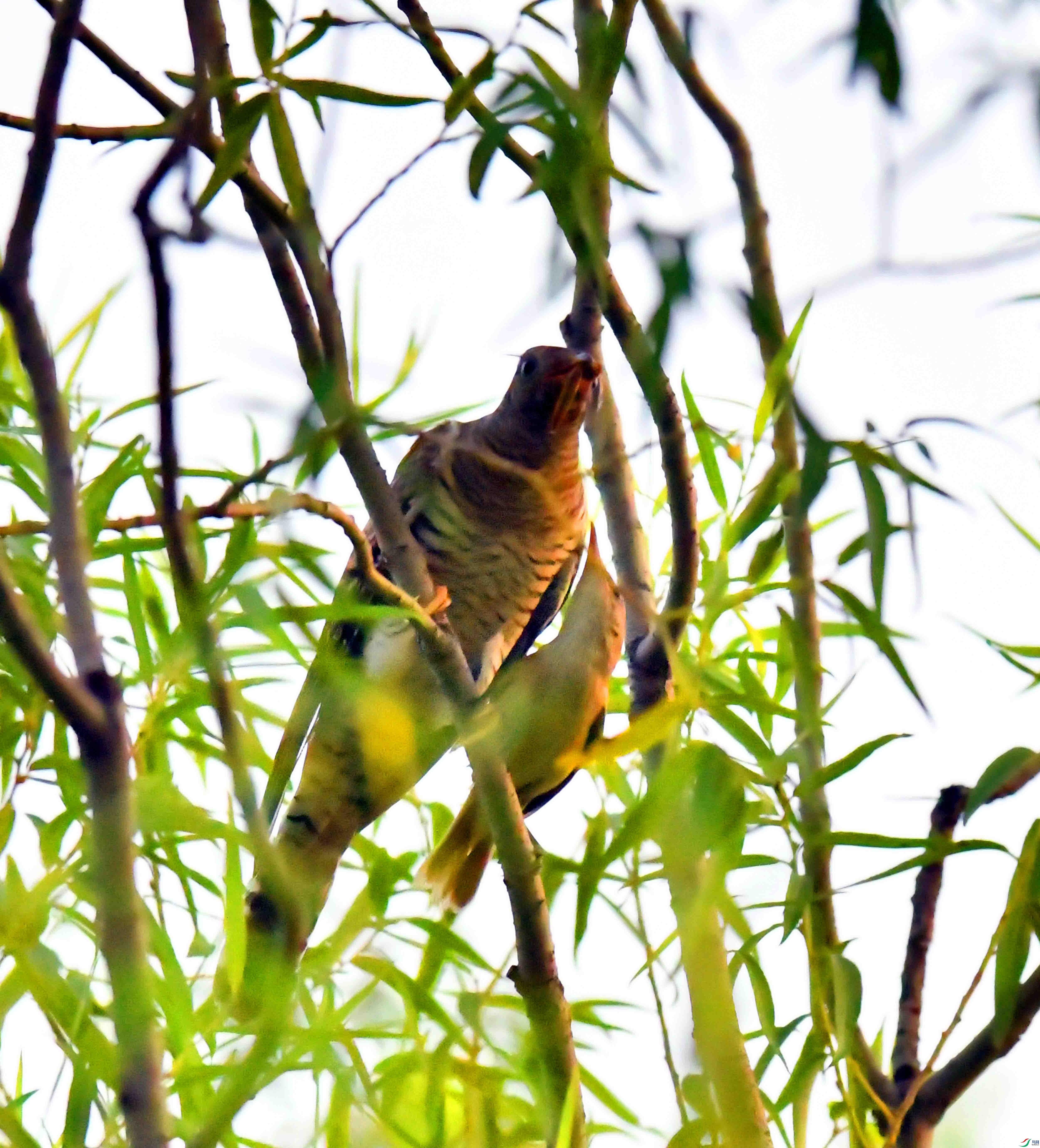DSC_3465.JPG