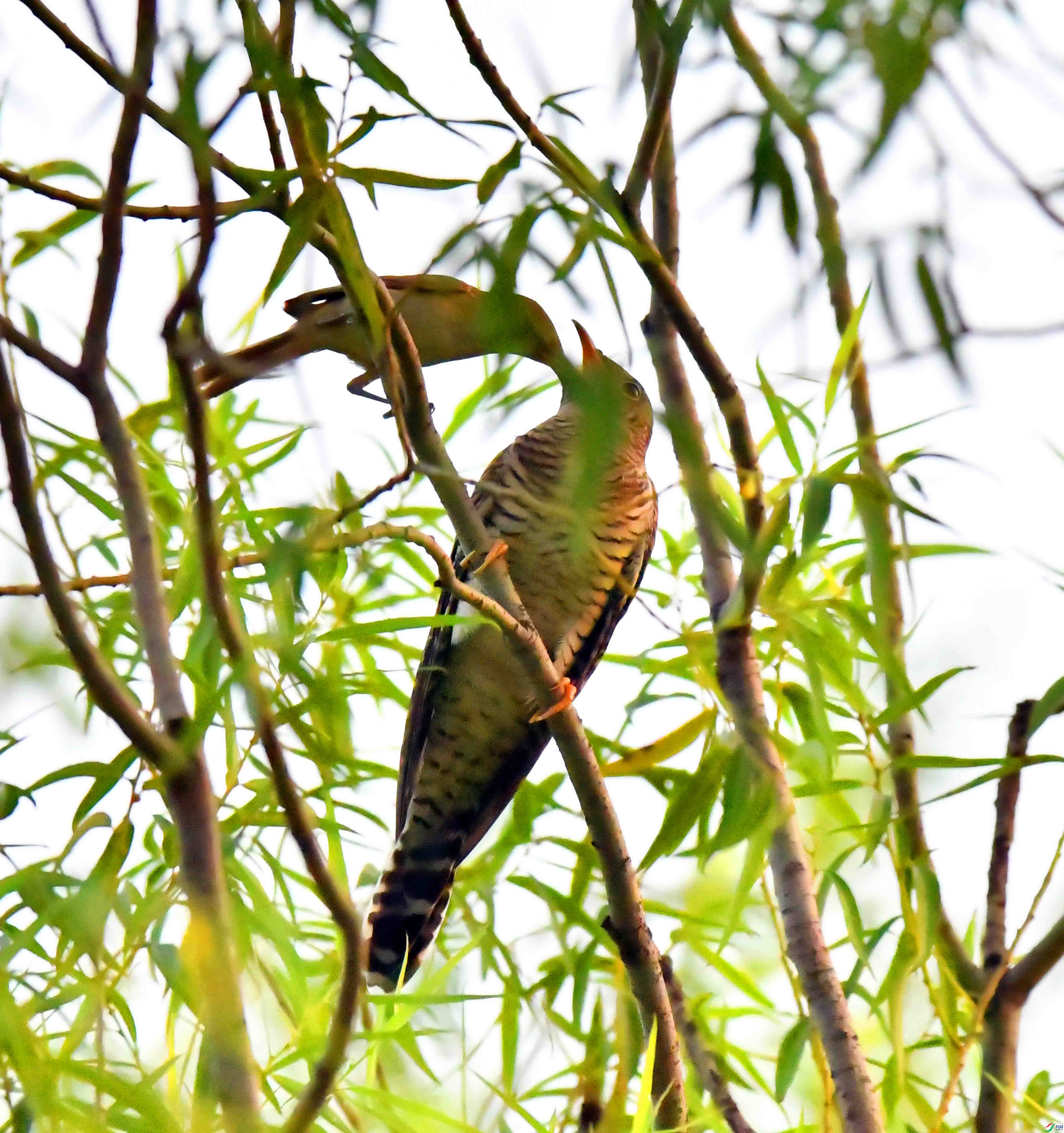 DSC_3529.JPG