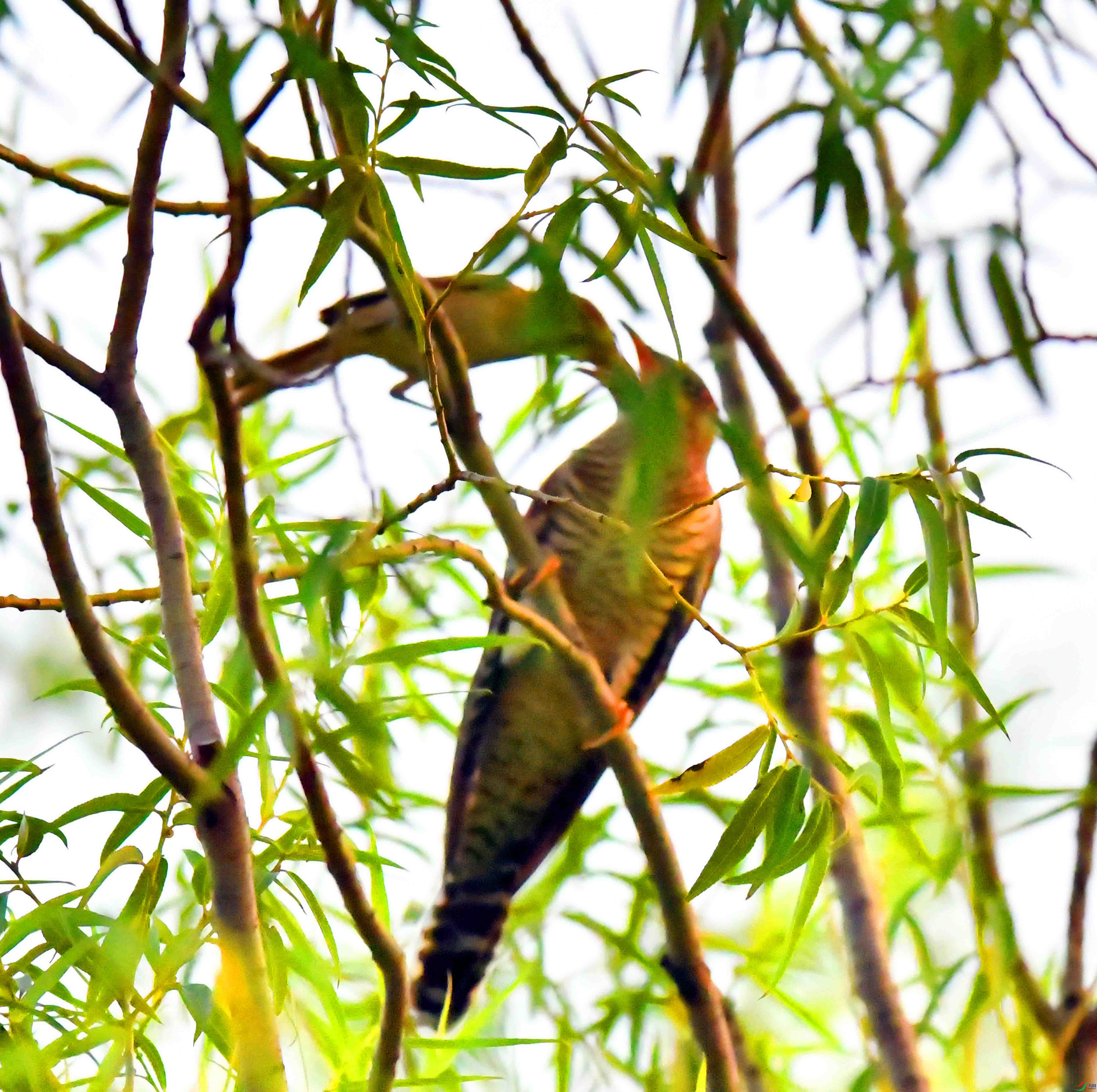 DSC_3530.JPG