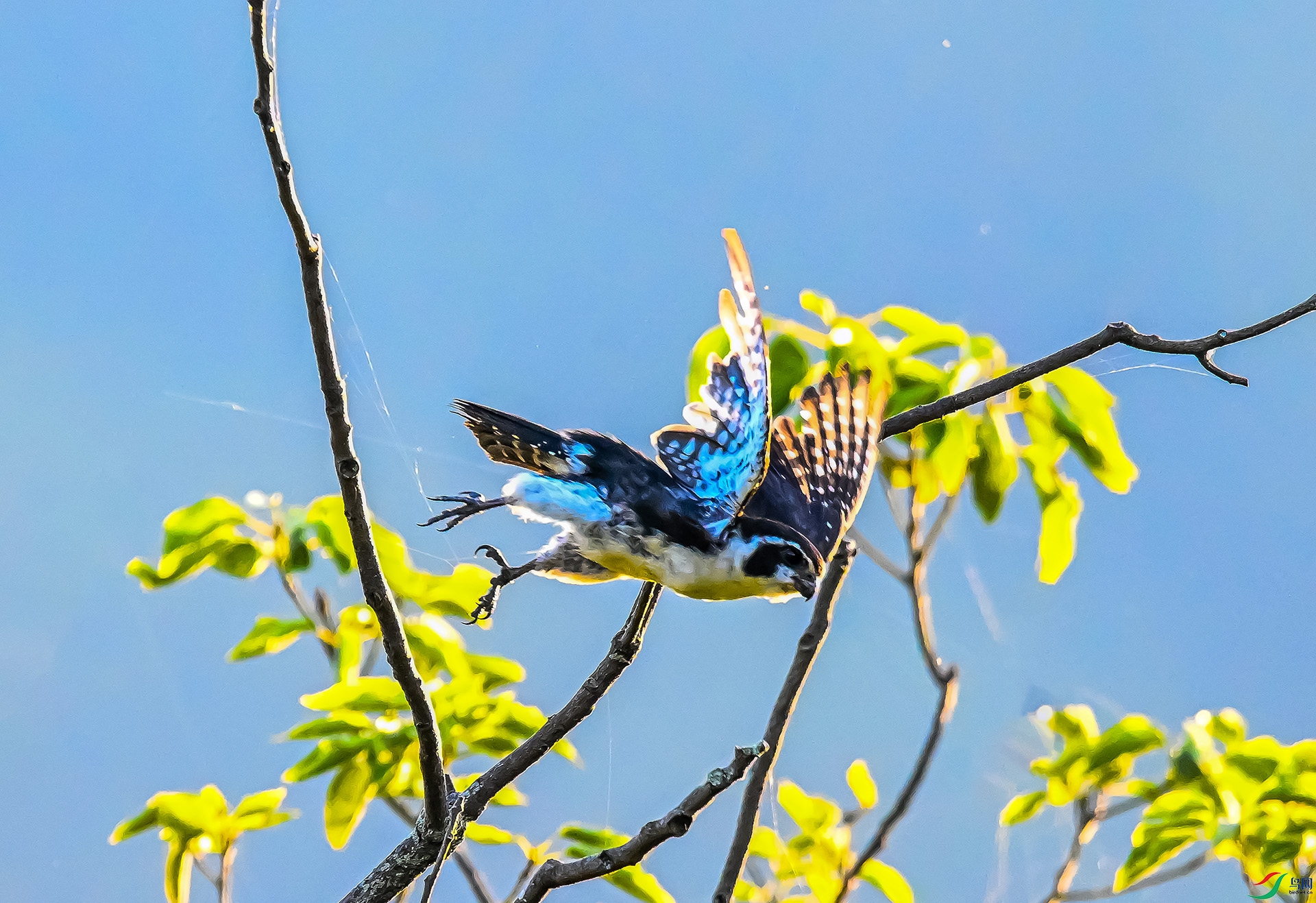 ����С��