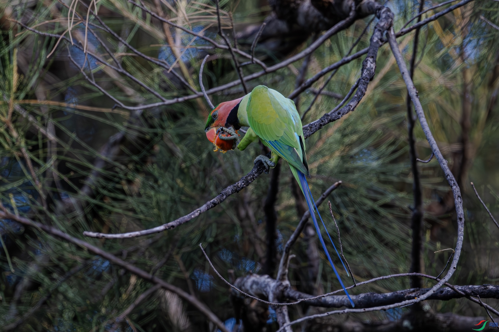 DSC_9288_����.jpg