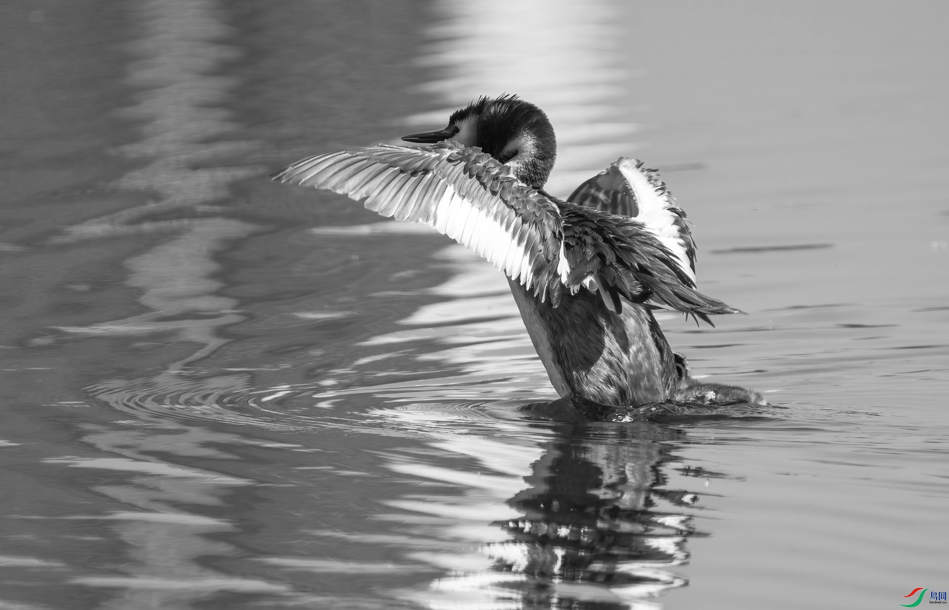 DSC00461 ����.jpg