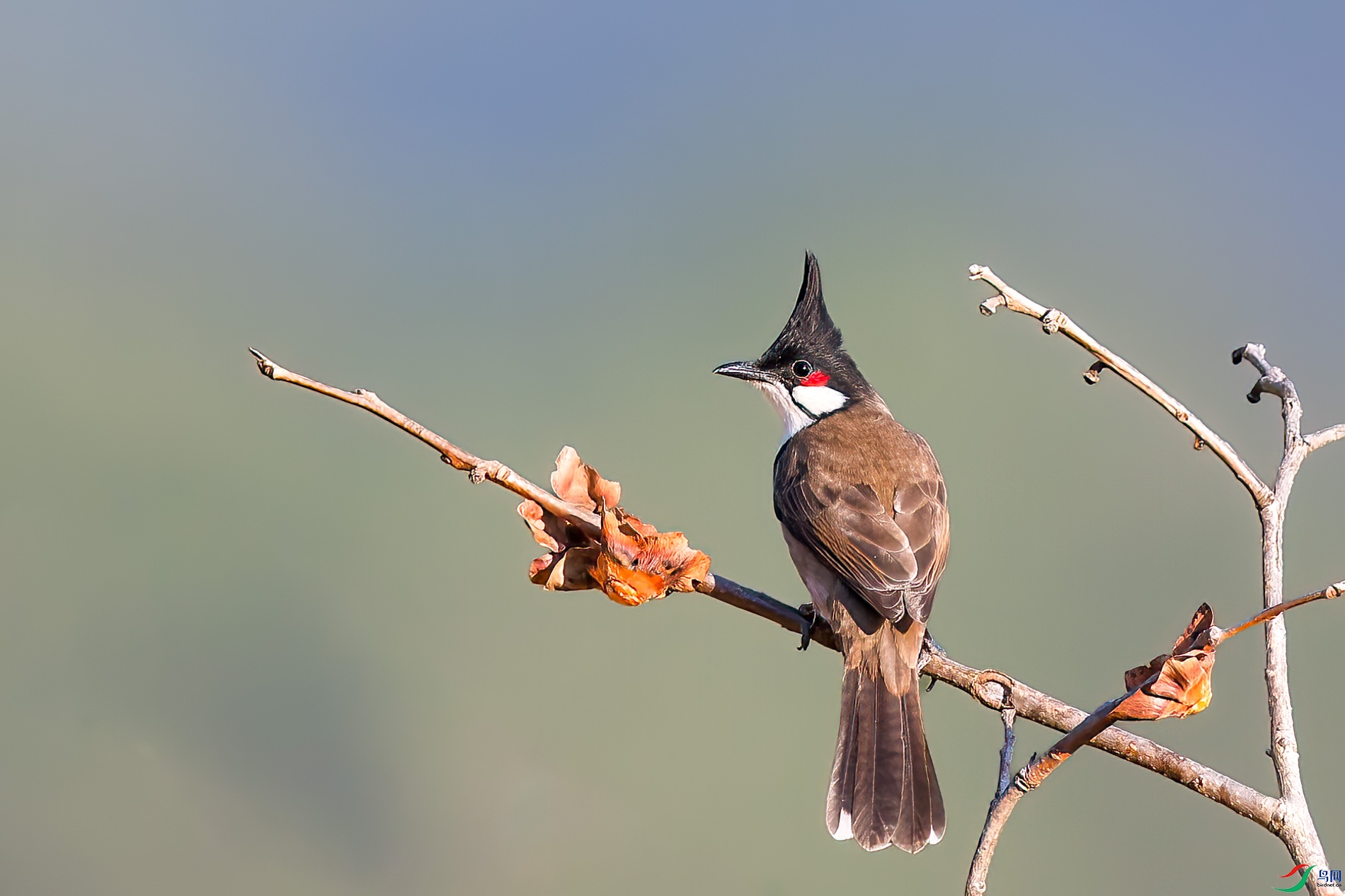 AQ4P1581-1.jpg