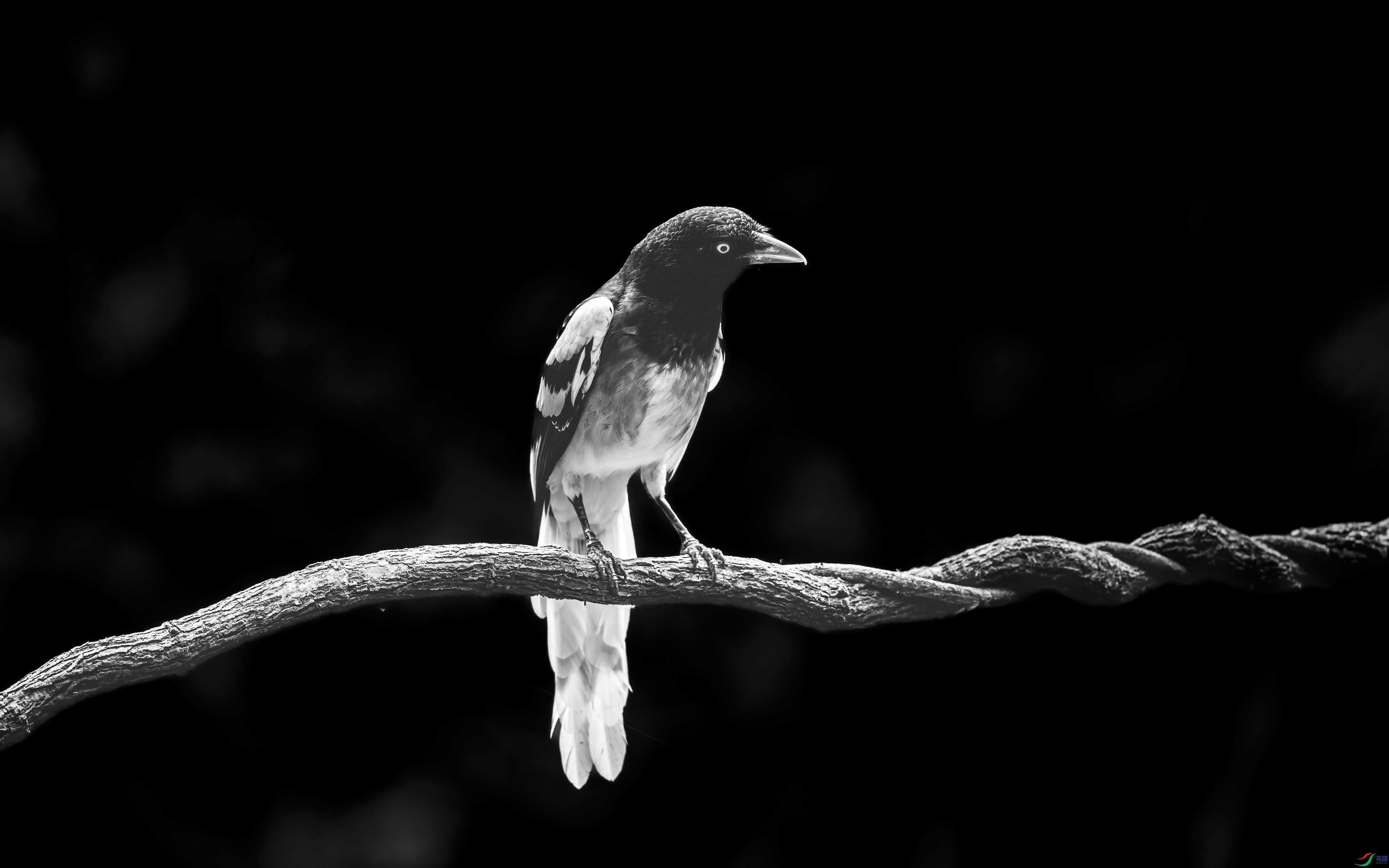 582-����-DeNoiseAI-standard.jpg