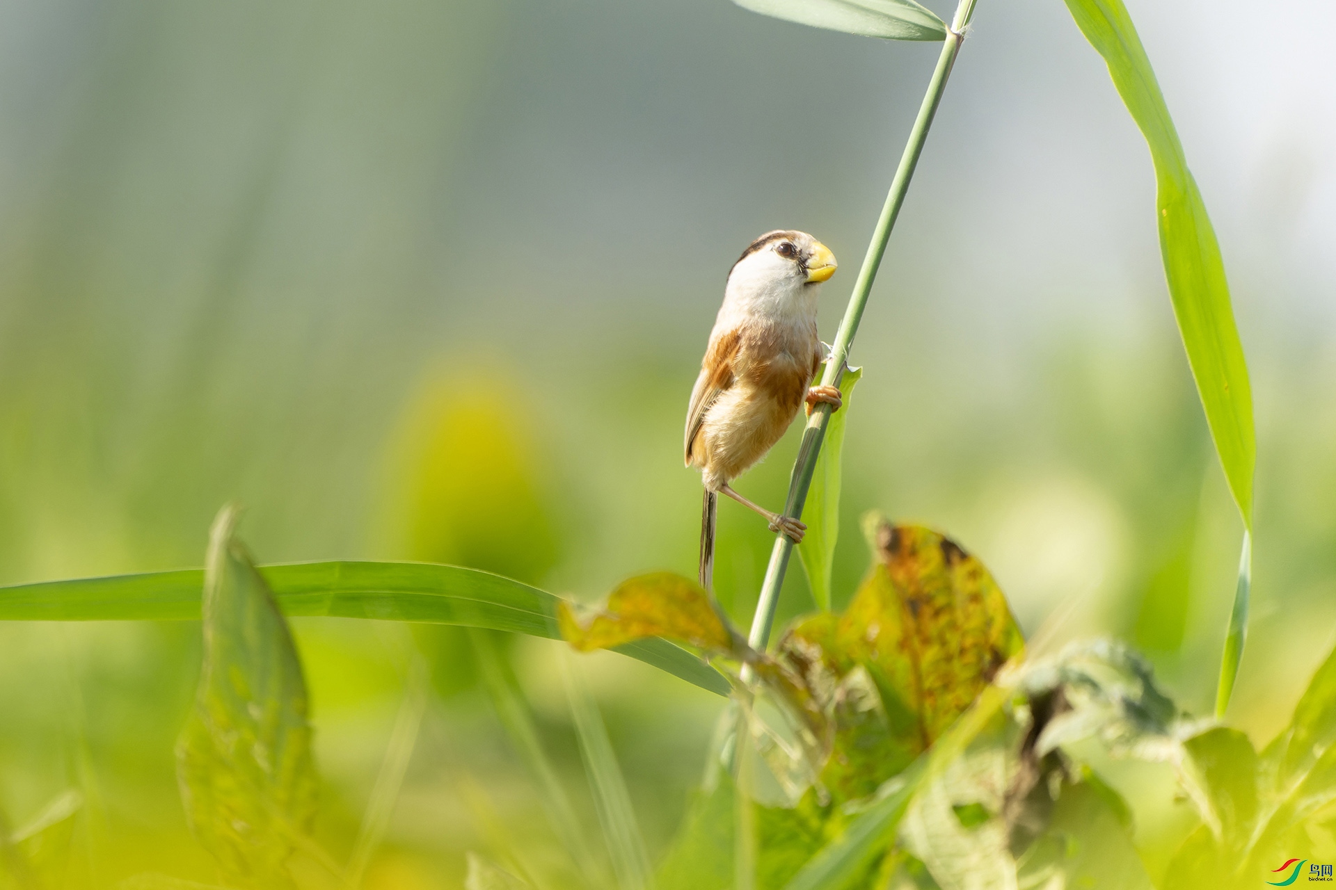 DSC00618-ARW_DxO_DeepPRIME ����.jpg