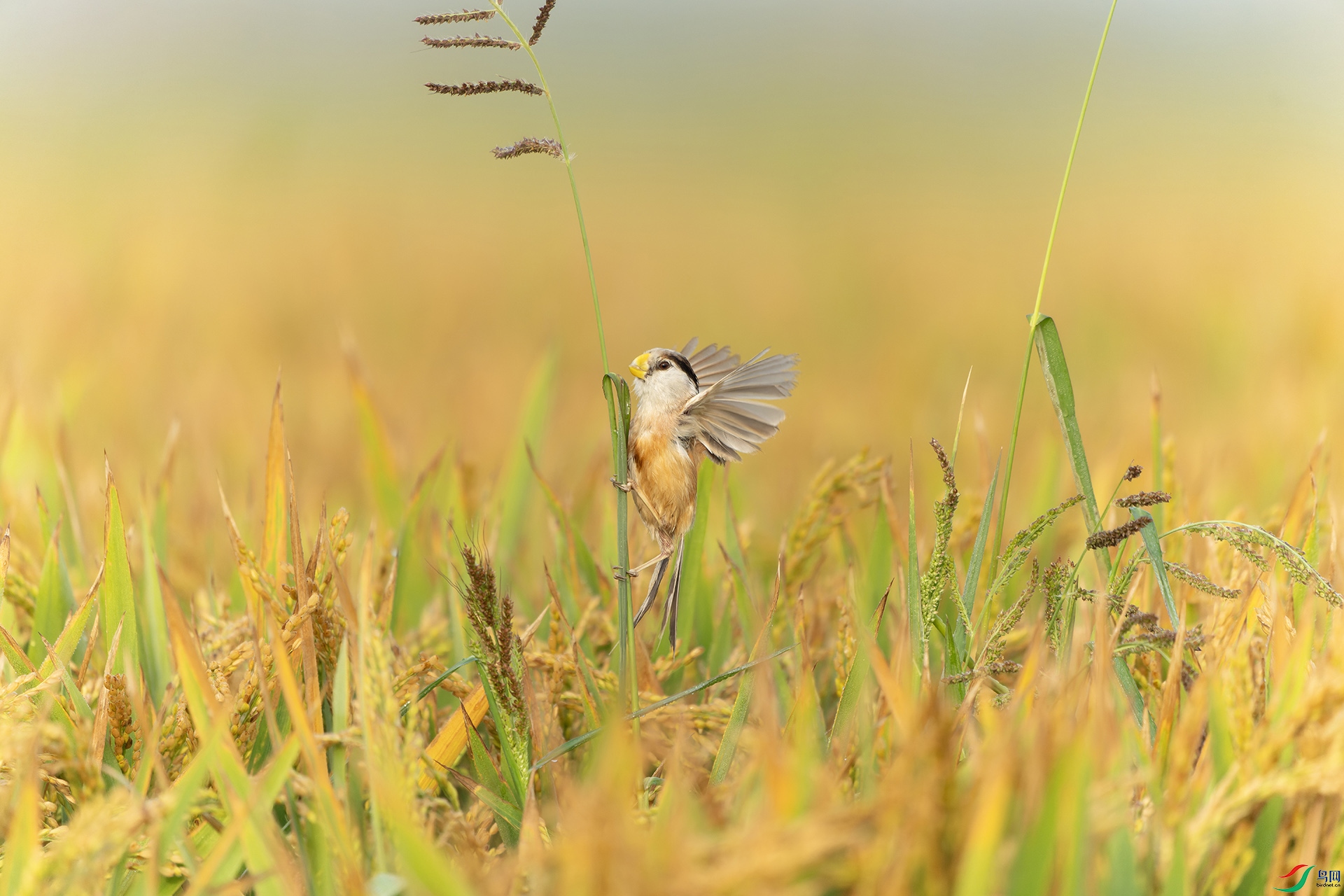 DSC09387-ARW_DxO_DeepPRIME ����.jpg