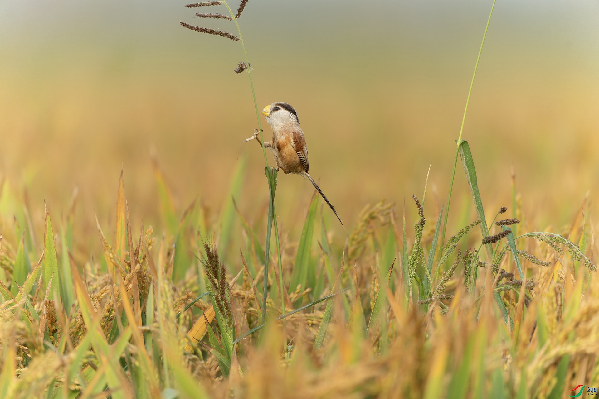 DSC09389-ARW_DxO_DeepPRIME ����.jpg