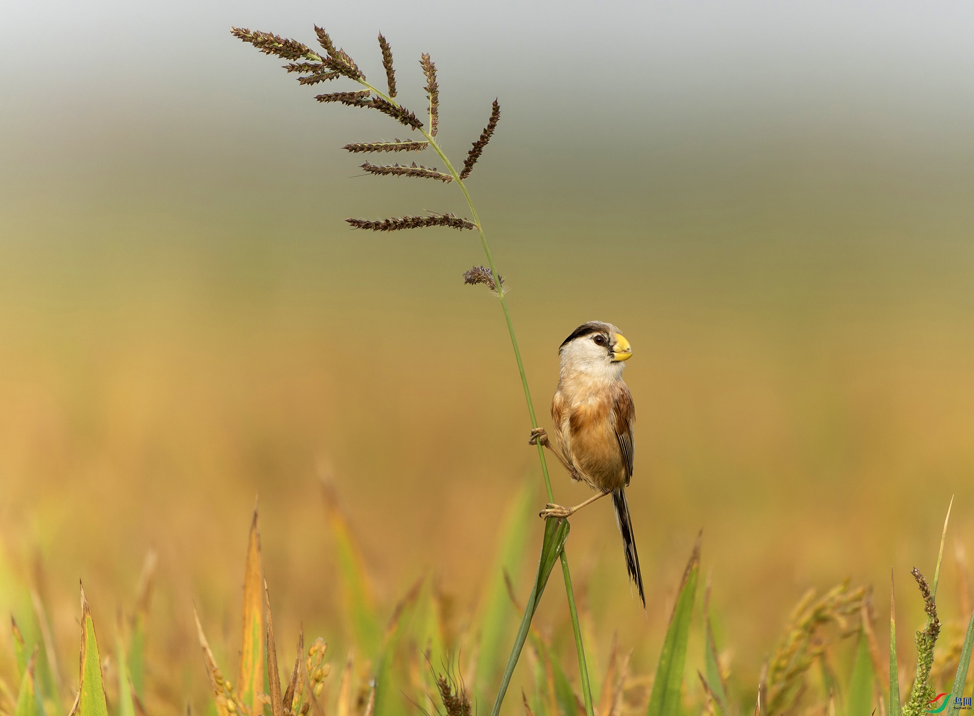 DSC09393-ARW_DxO_DeepPRIME ����.jpg