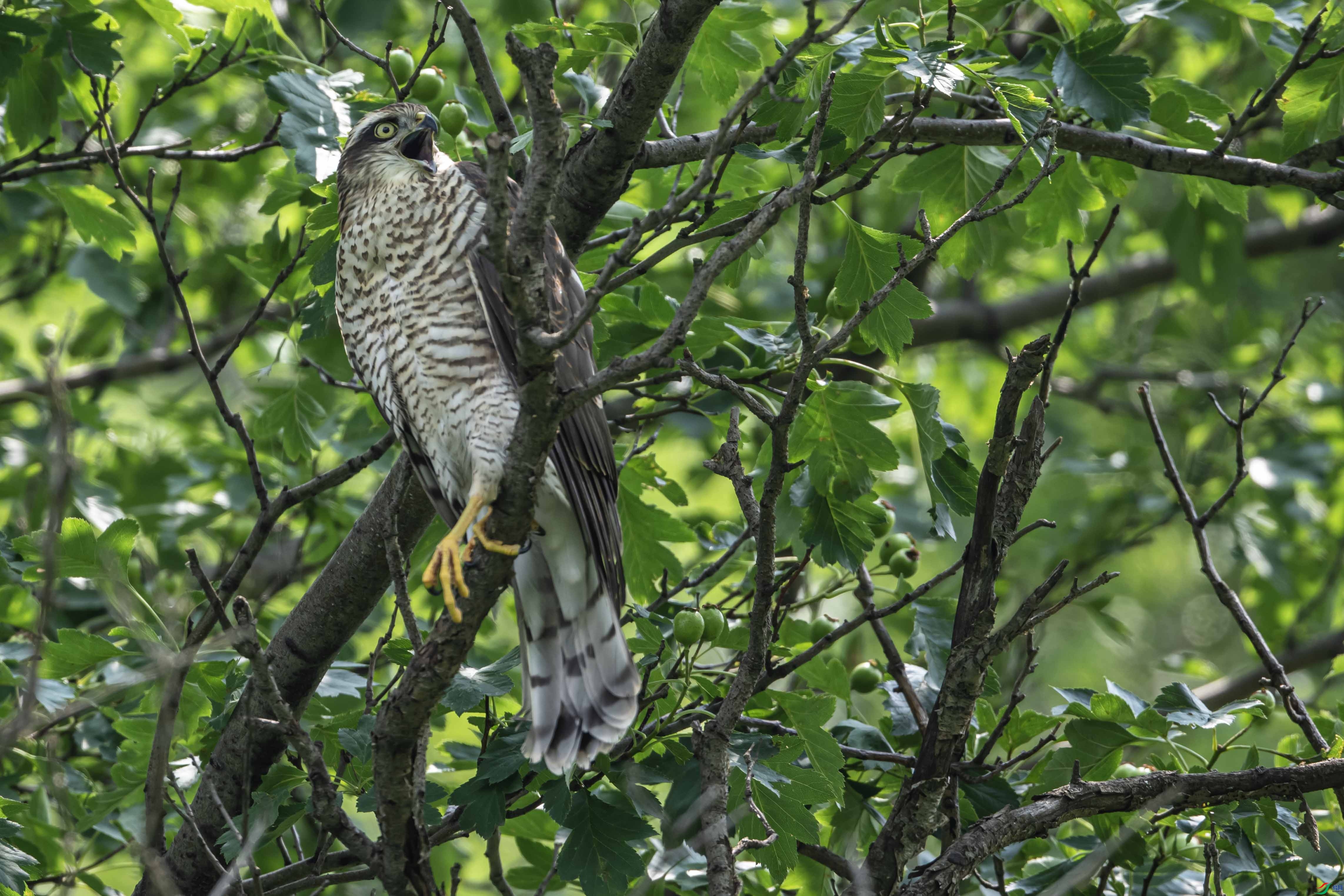 _DSC4342-2 ����.jpg