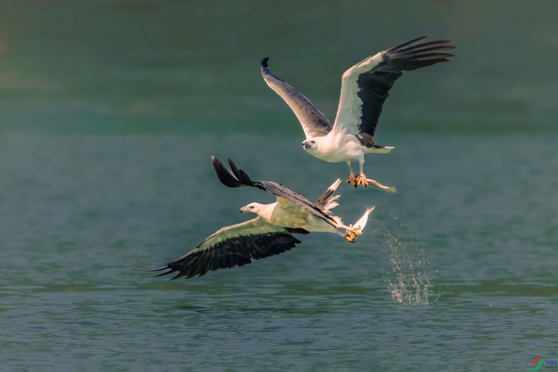 ��׸�����----˫ӥ���㾺����