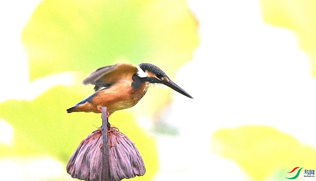 DSC_3199.JPG
