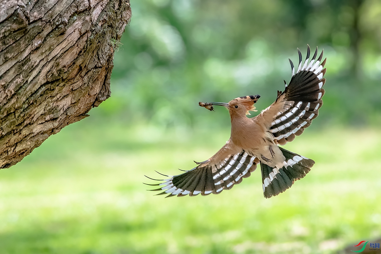 DSC_7605A.jpg