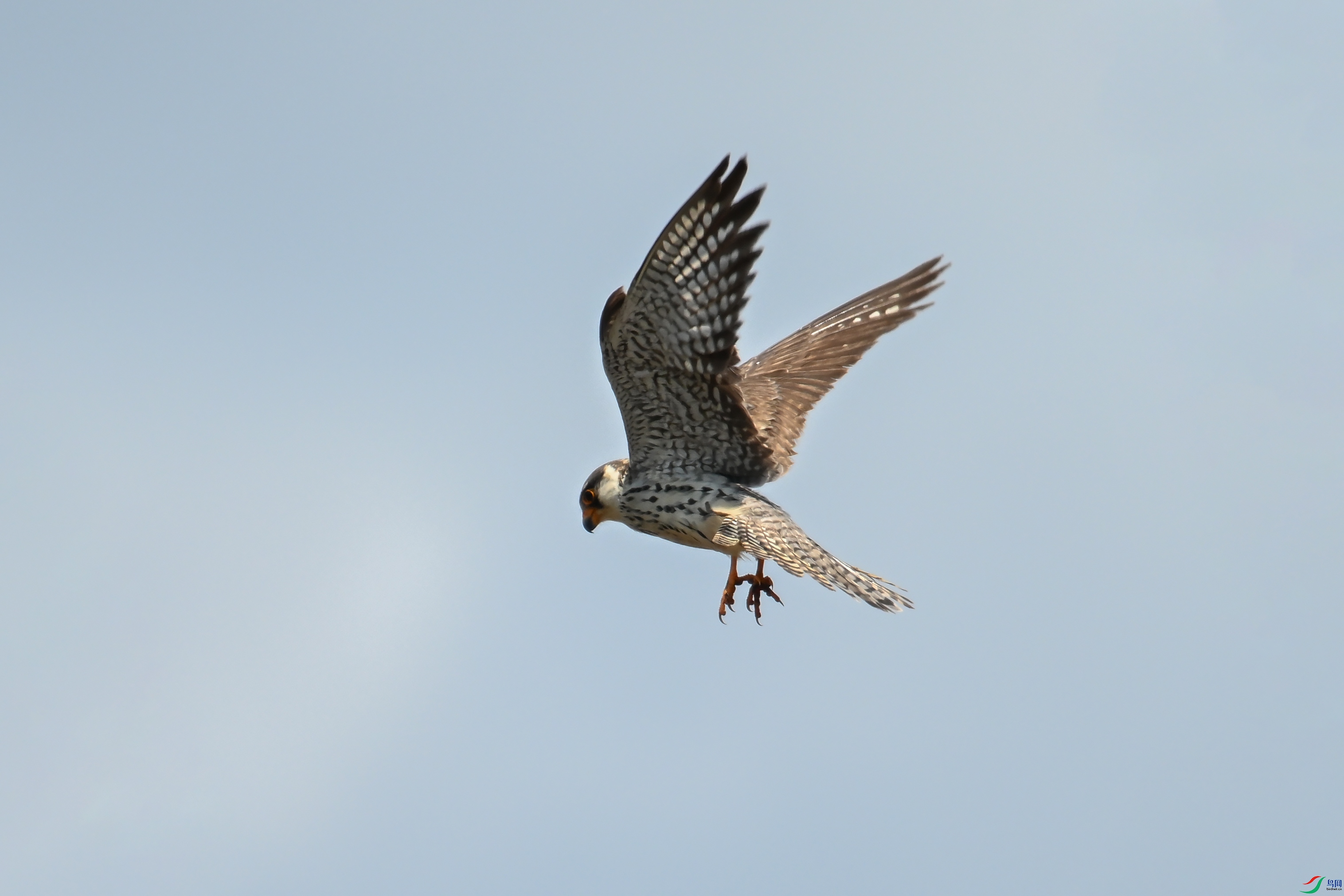 DSC_5512-JPG.JPG
