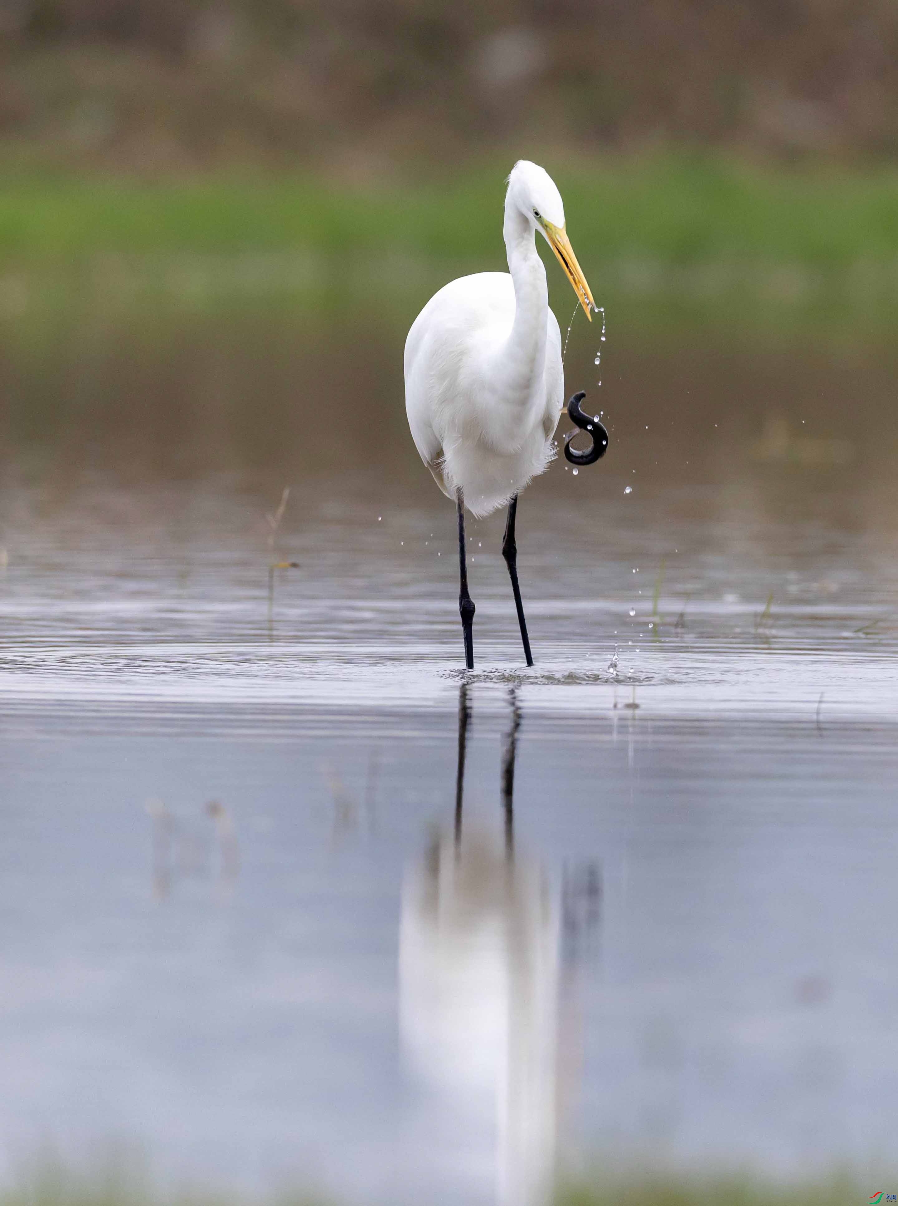 1-xt4L2A6833 �������� ����.jpg