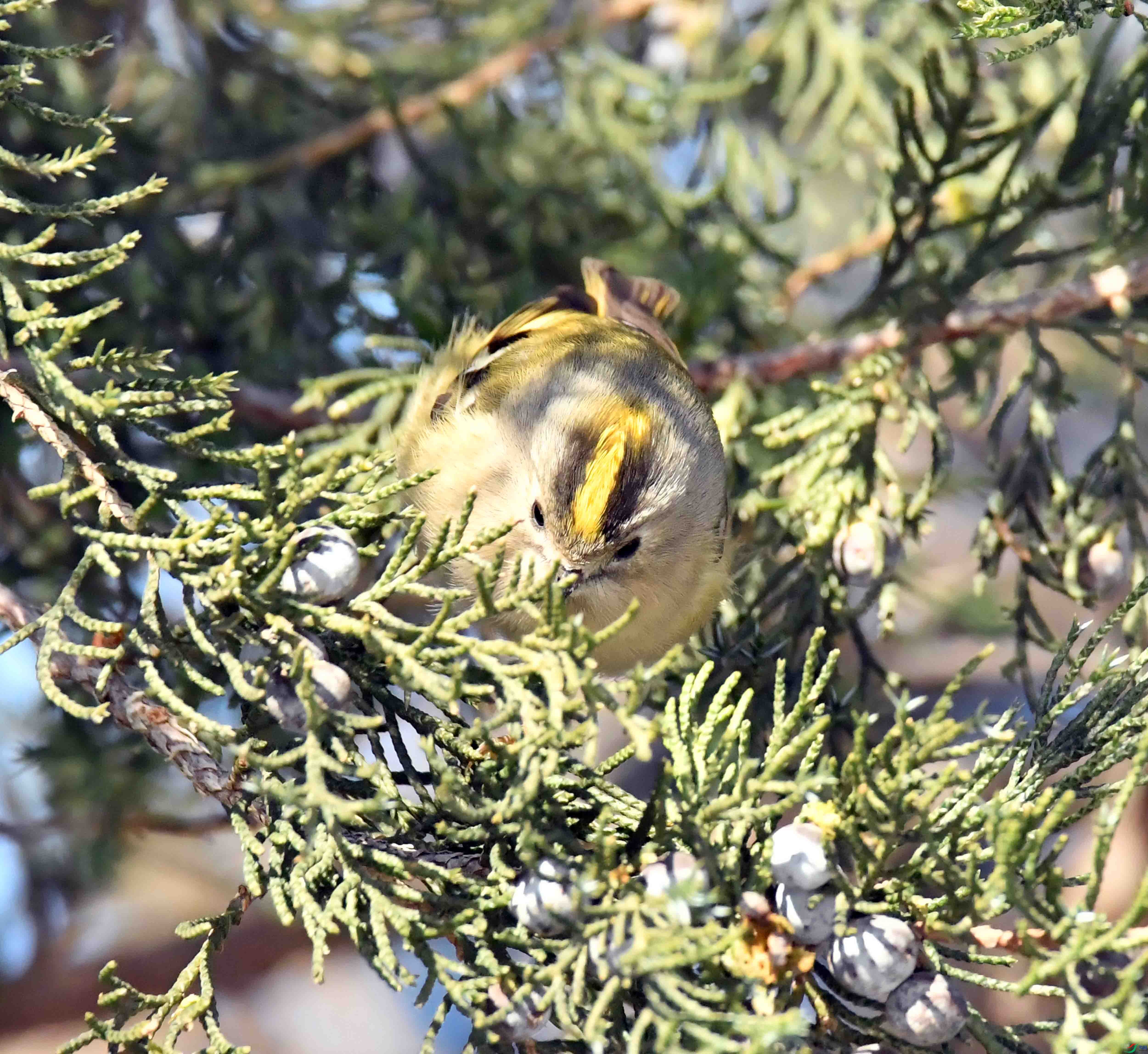 DSC_2875.JPG