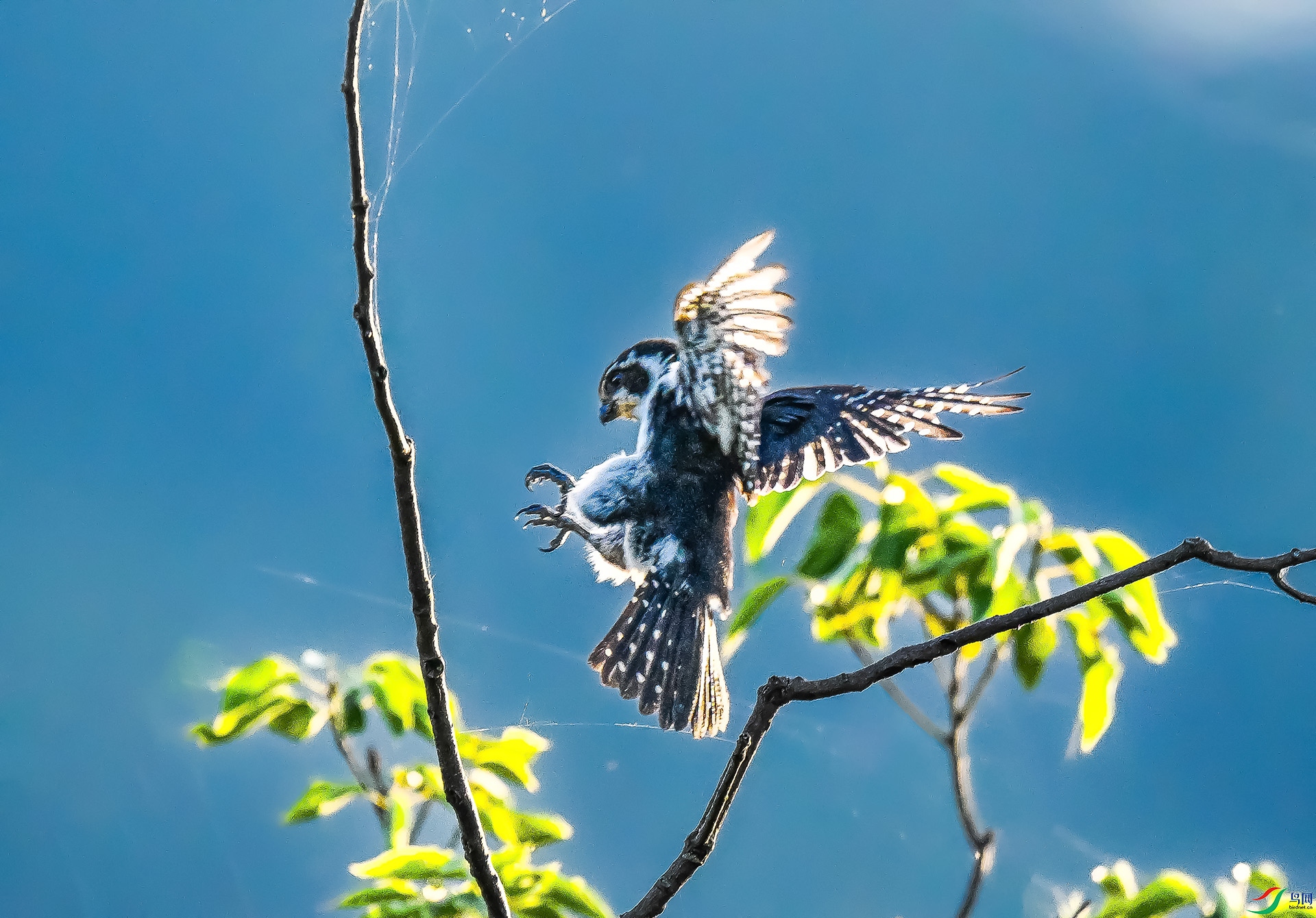 ����С��