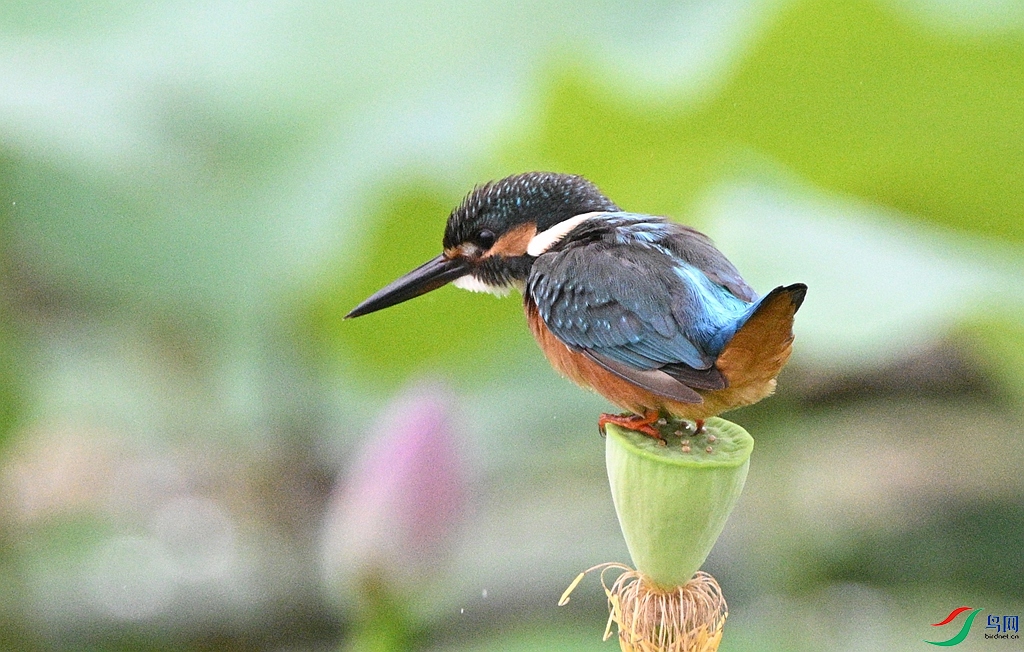 DSC_4446.JPG