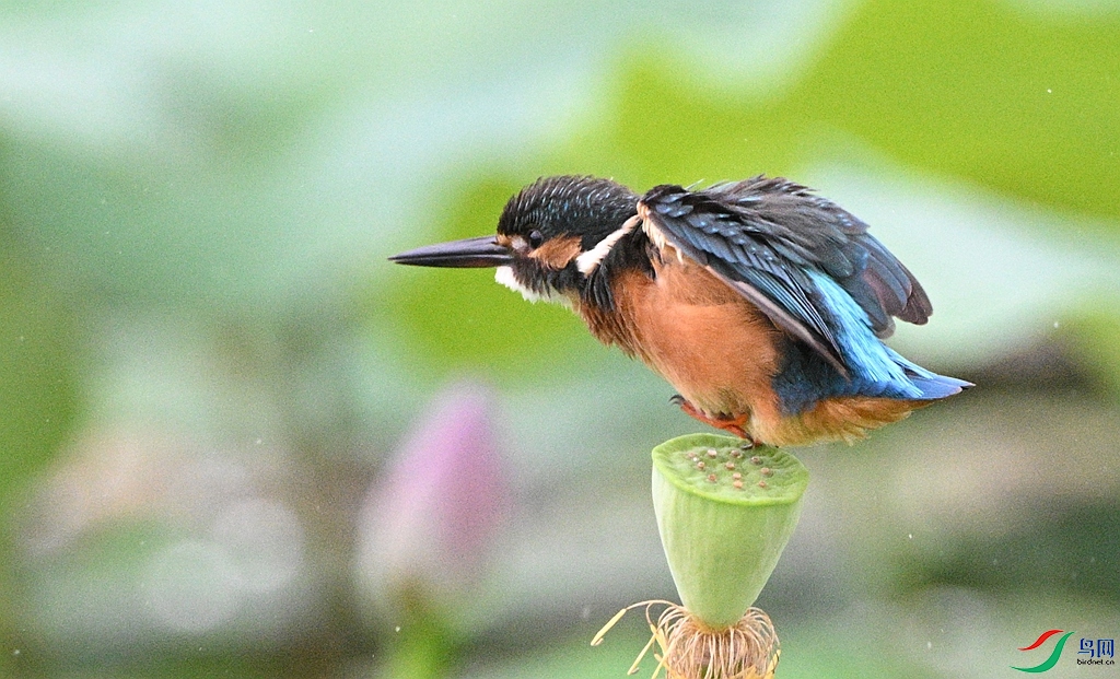 DSC_4457.JPG