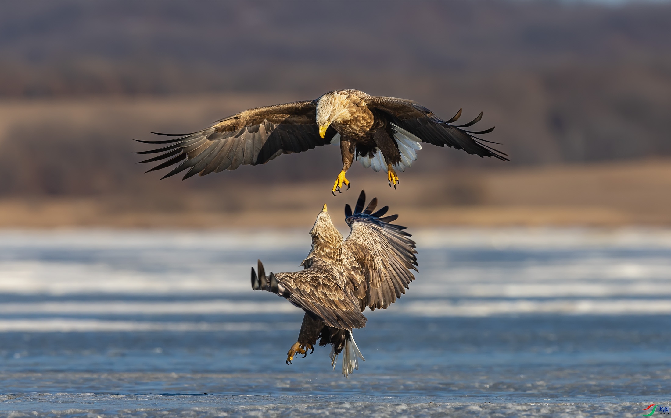 ��β����