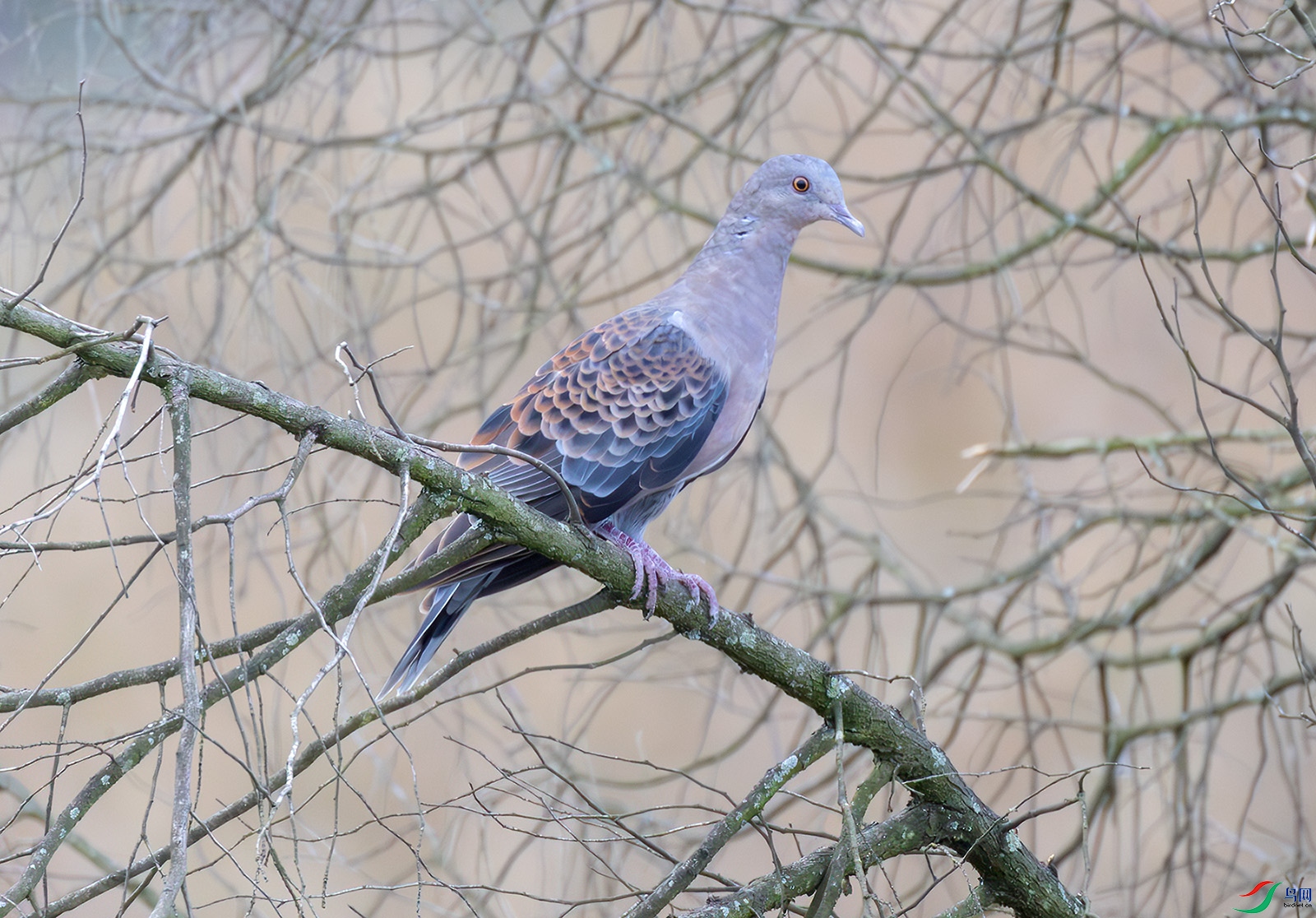 2I1A5101-����ǿ-NR ����.jpg