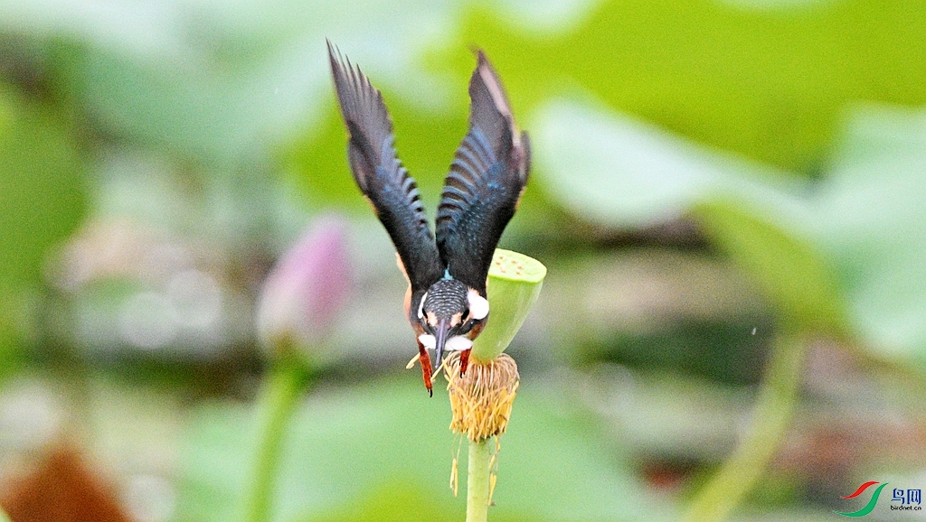 DSC_4414.JPG