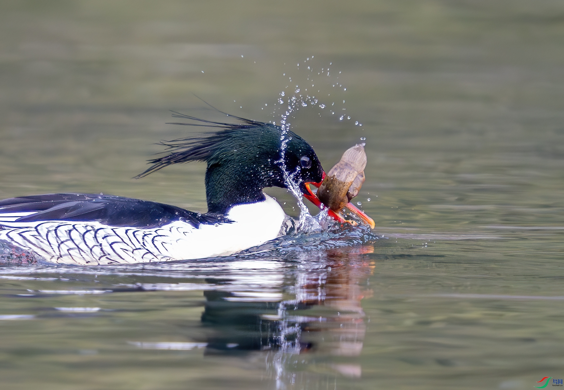 DSC_4742.jpg