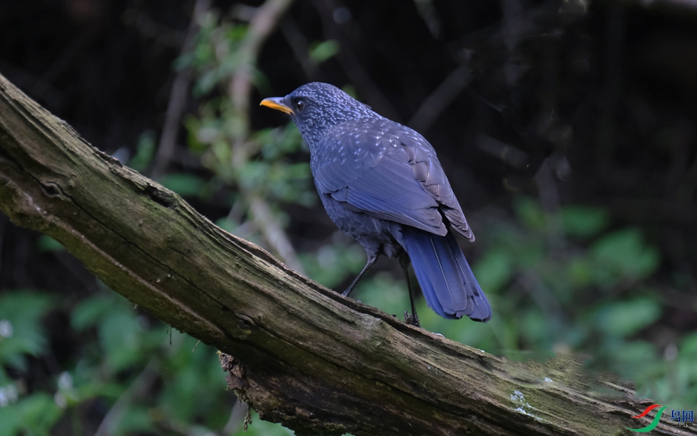DSCF5005.1.jpg