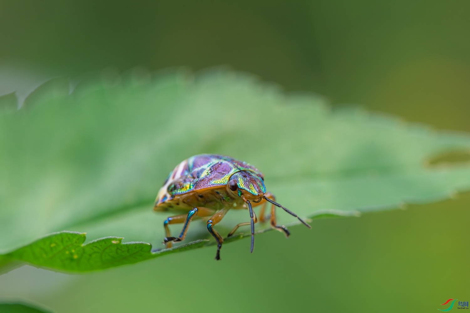 DSC_3194_1.JPG