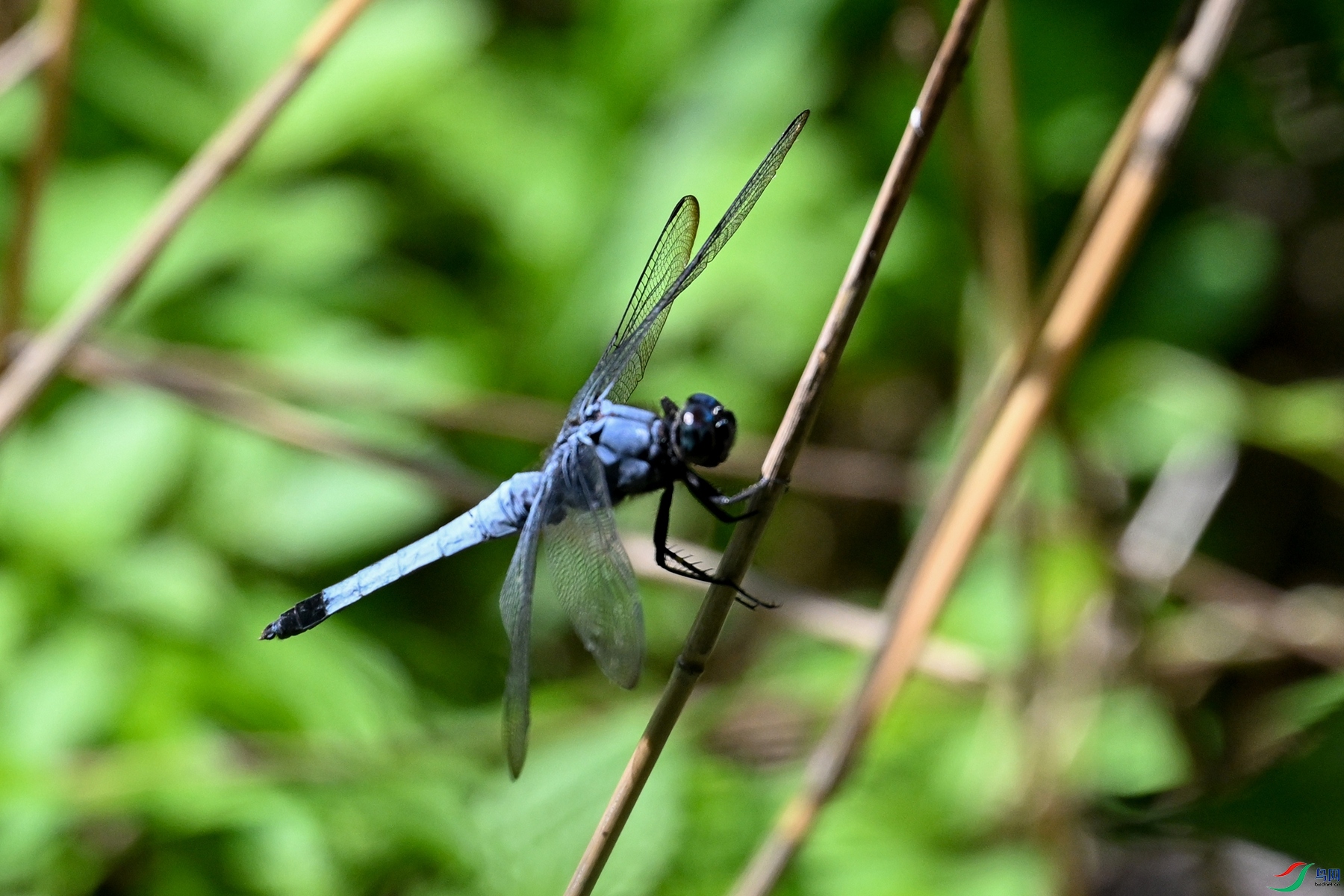 DSC_4514.JPG