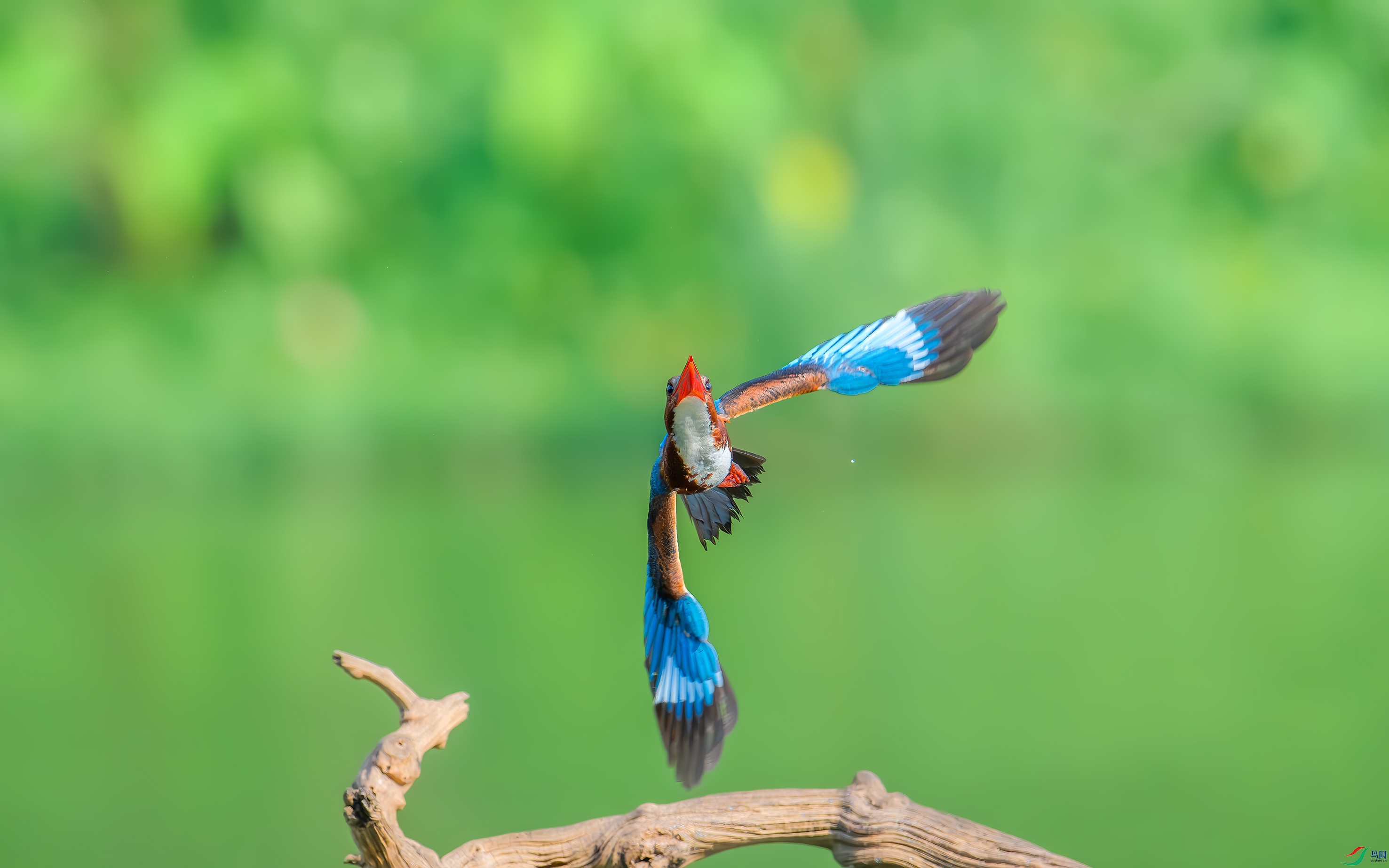 _DSC1964 - ����.jpg