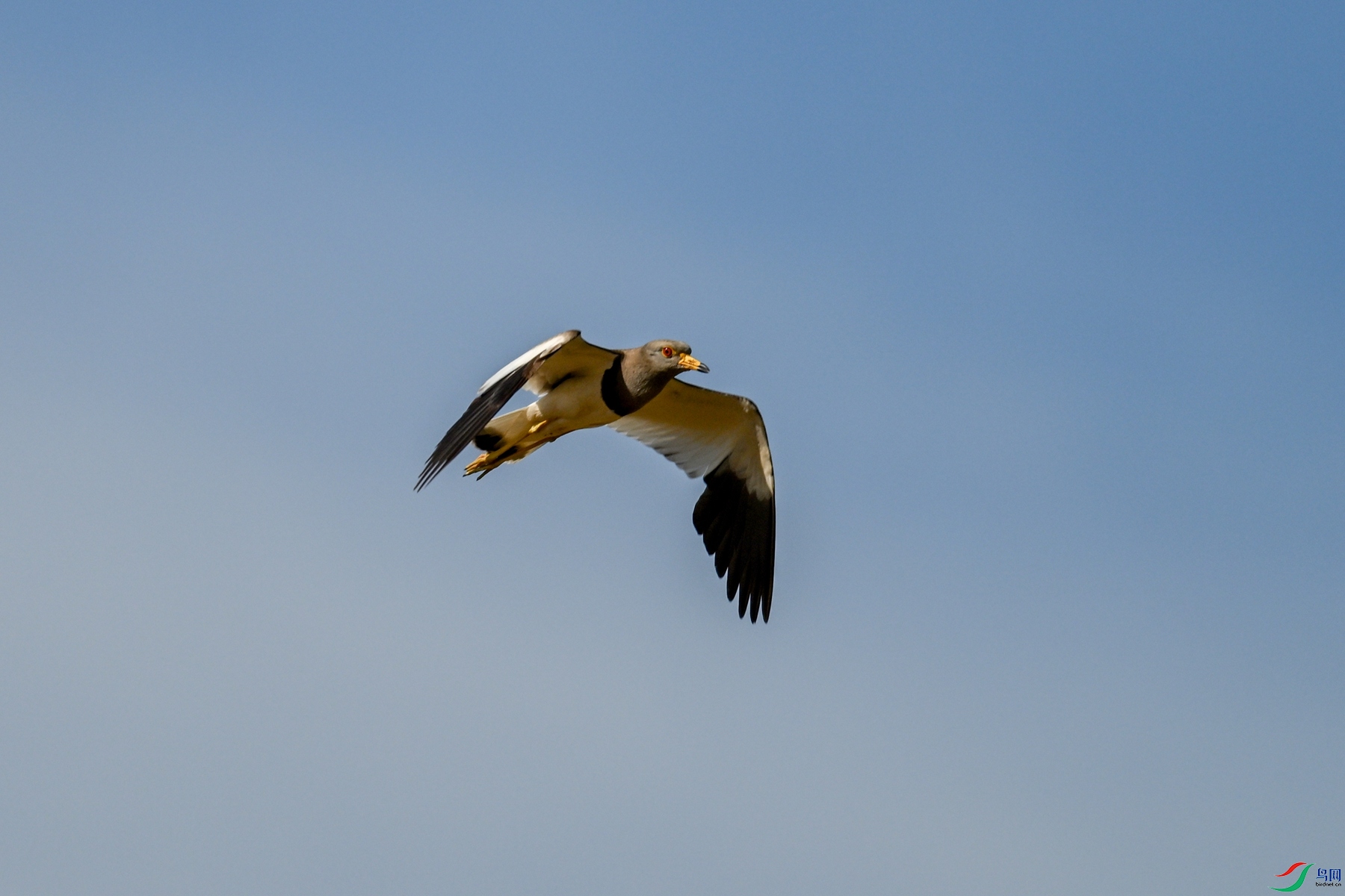 DSC_5242.JPG
