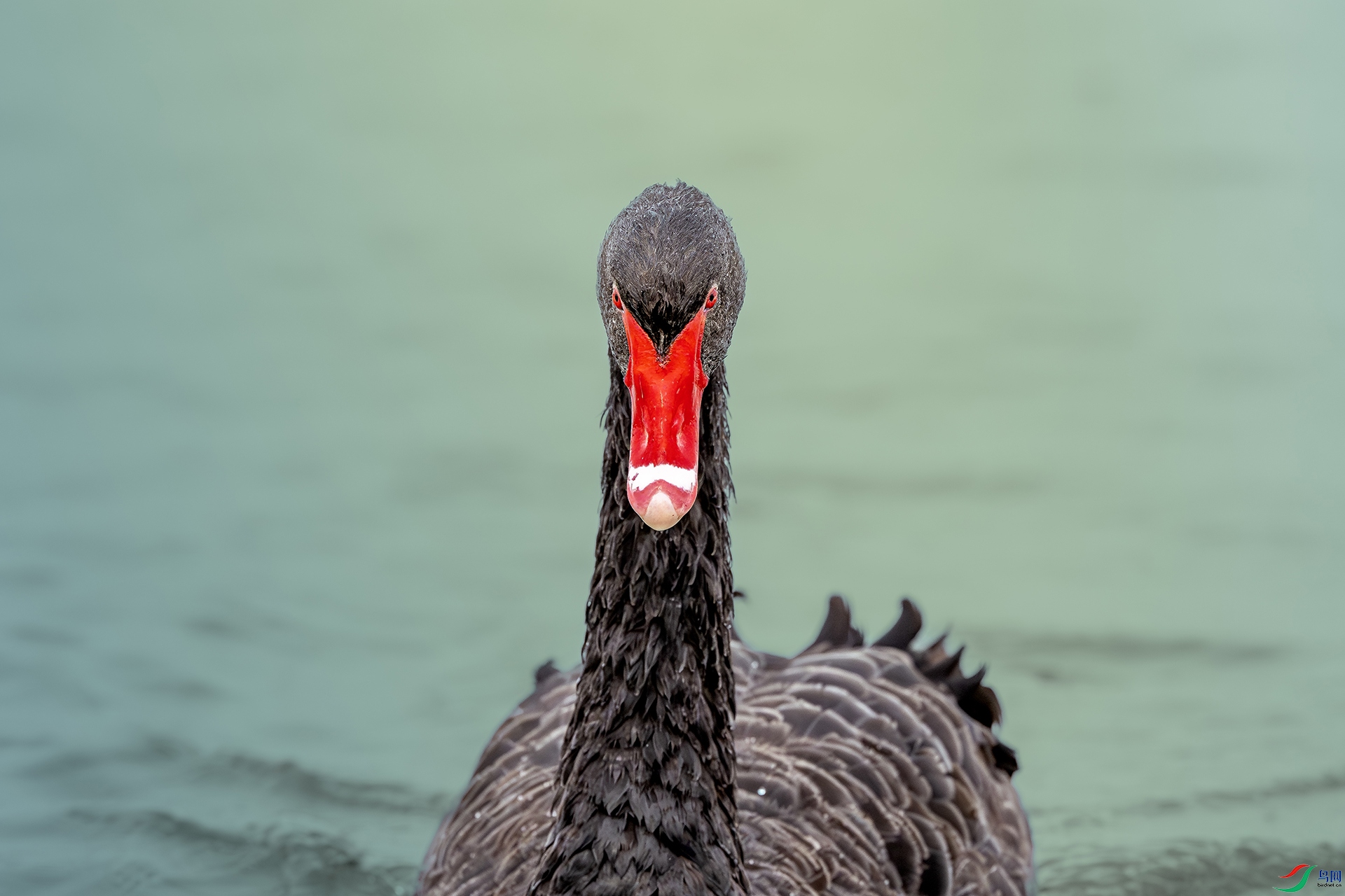 DSC_6779-����ǿ-NR.jpg