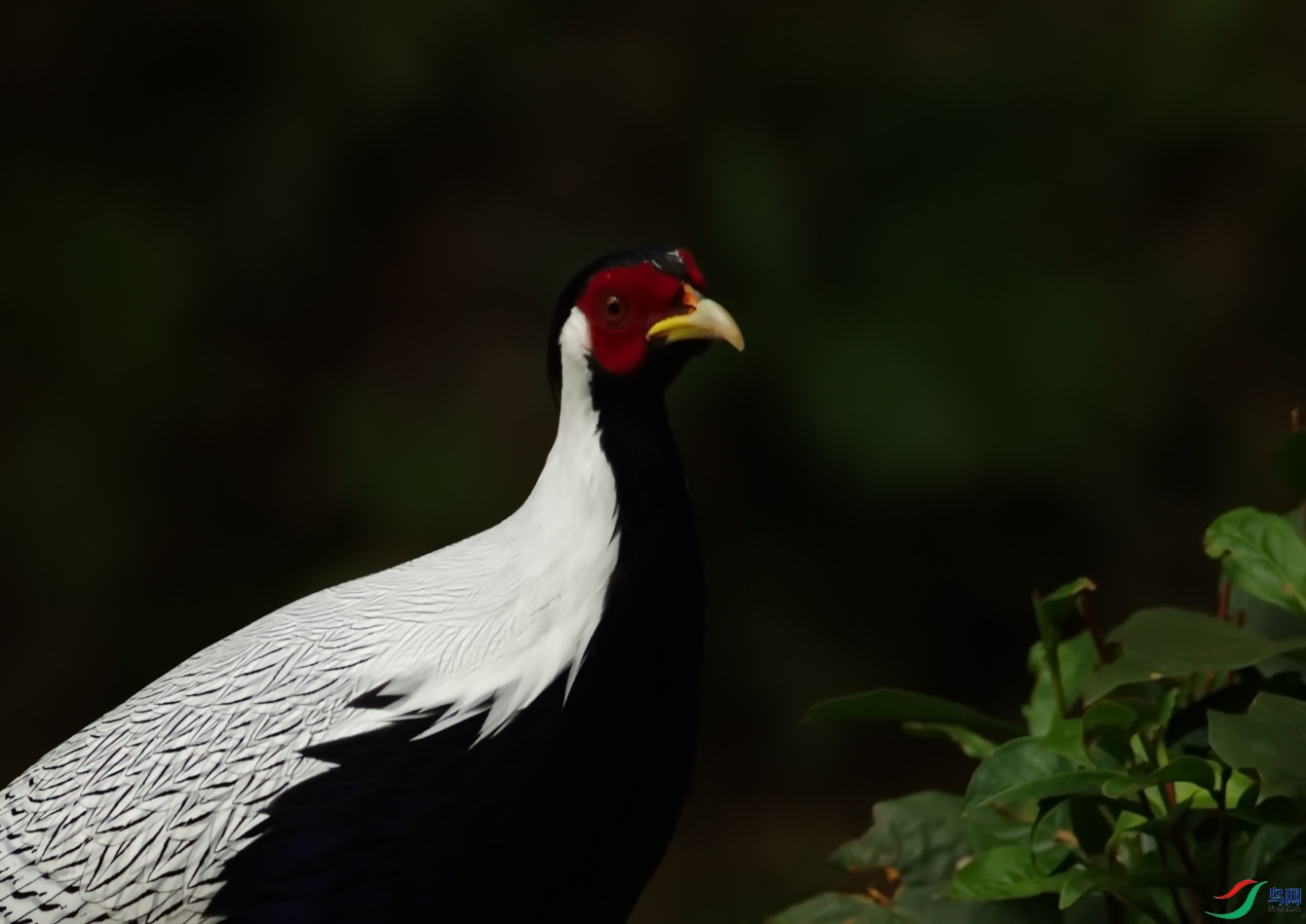 _DSC0007zx.jpg
