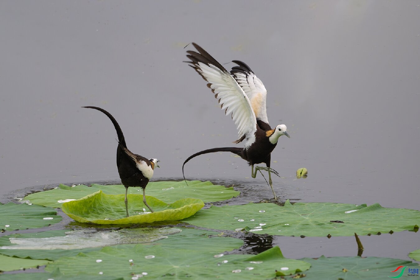 _DSC5812-����ǿ-NR ����.jpg